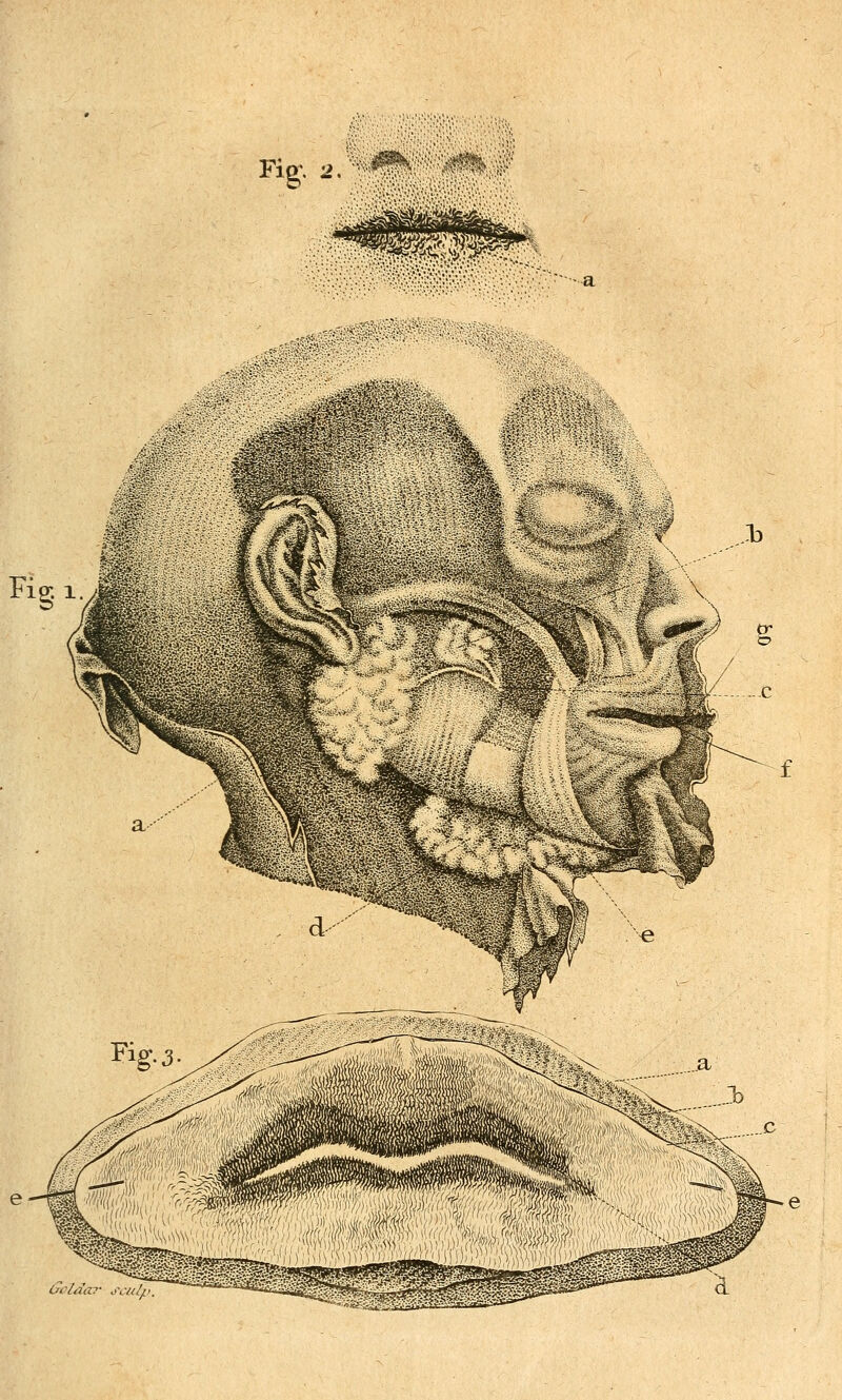 Fig-, 2. i^i^* ^^<.^i?S-^'' Fis 1