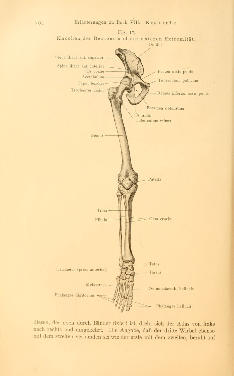 Fig. 17. Knochen des Beckens und der unteren Extremität. Os ilei Spina iliaca ant. superior Spina iliaca ant. inferior • Os coxae- Acetabulum • Caput femoris - Trochanter major- Pecten ossis pubis Tuberculum pubicum Ramus inferior ossis pubis Foramen obturatum Os ischii Tuberculum minus Femur ■ Patella Ossa cruris Calcaneus (proc. anterior) Metatarsus Phalanges digitorum Os'jnetatarsale hallucis Phalanges hallucis diesen, der noch durch Bänder fixiert ist, dreht sich der Atlas von links nach rechts und umgekehrt. Die Angabe, daß der dritte Wirbel ebenso mit dem zweiten verbunden sei wie der erste mit dem zweiten, beruht auf