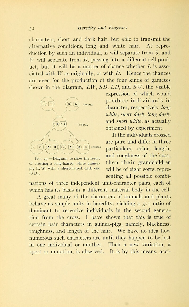 characters, short and dark hair, but able to transmit the alternative conditions, long and white hair. At repro- duction by such an individual, L will separate from S, and W will separate from D, passing into a different cell prod- uct, but it will be a matter of chance whether L is asso- ciated with W as originally, or with D. Hence the chances are even for the production of the four kinds of gametes shown in the diagram, LW, SD, LD, and SW, the visible expression of which would produce individuals in character, respectively long white, short dark, long dark, and short white, as actually obtained by experiment. If the individuals crossed are pure and differ in three particulars, color, length, and roughness of the coat, then their grandchildren will be of eight sorts, repre- senting all possible combi- nations of three independent unit-character pairs, each of which has its basis in a different material body in the cell. A great many of the characters of animals and plants behave as simple units in heredity, yielding a 3: i ratio of dominant to recessive individuals in the second genera- tion from the cross. I have shown that this is true of certain hair characters in guinea-pigs, namely, blackness, roughness, and length of the hair. We have no idea how numerous such characters are until they happen to be lost in one individual or another. Then a new variation, a sport or mutation, is observed. It is by this means, acci- tei3)(0H(0R(©H)— Fig. 29.—Diagram to show the result of crossing a long-haired, white guinea- pig (L W) with a short-haired, dark one (SD).