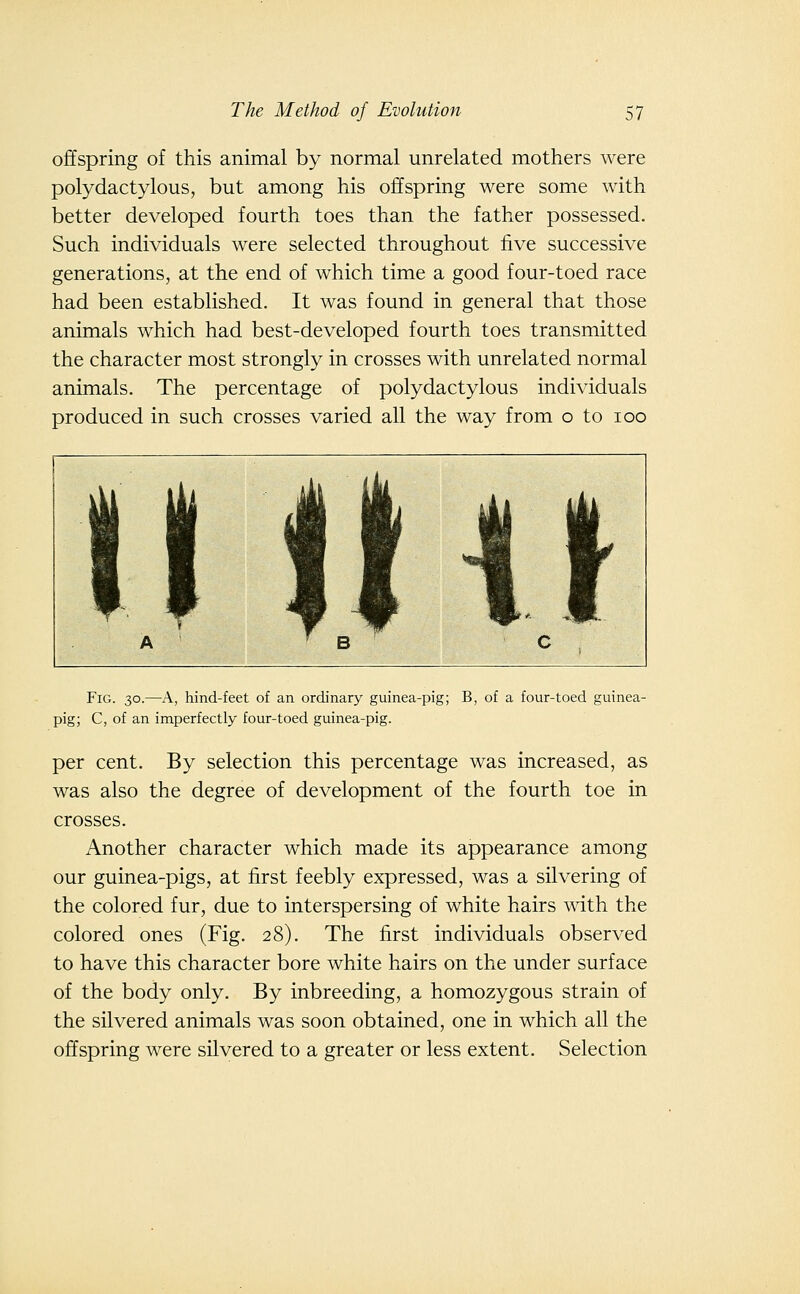 offspring of this animal by normal unrelated mothers were polydactylous, but among his offspring were some with better developed fourth toes than the father possessed. Such individuals were selected throughout five successive generations, at the end of which time a good four-toed race had been established. It was found in general that those animals which had best-developed fourth toes transmitted the character most strongly in crosses with unrelated normal animals. The percentage of polydactylous individuals produced in such crosses varied all the way from o to loo Fig. 30.—A, hind-feet of an ordinary guinea-pig; B, of a four-toed guinea- pig; C, of an imperfectly four-toed guinea-pig. per cent. By selection this percentage was increased, as was also the degree of development of the fourth toe in crosses. Another character which made its appearance among our guinea-pigs, at first feebly expressed, was a silvering of the colored fur, due to interspersing of white hairs with the colored ones (Fig. 28). The first individuals observed to have this character bore white hairs on the under surface of the body only. By inbreeding, a homozygous strain of the silvered animals was soon obtained, one in which all the offspring were silvered to a greater or less extent. Selection