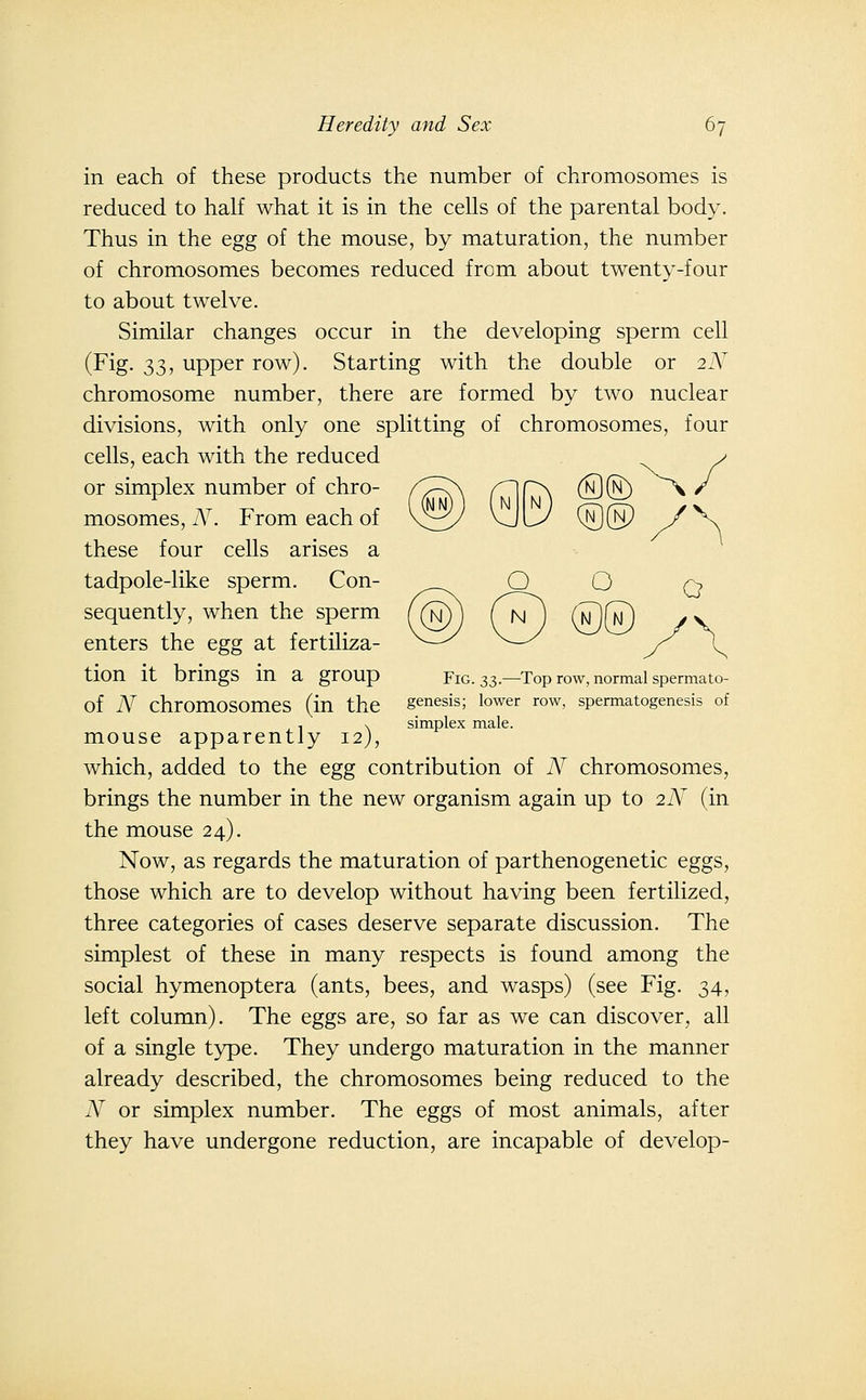 in each of these products the number of chromosomes is reduced to half what it is in the cells of the parental body. Thus in the egg of the mouse, by maturation, the number of chromosomes becomes reduced from about twenty-four to about twelve. Similar changes occur in the developing sperm cell (Fig. 33, upper row). Starting with the double or 2i\^ chromosome number, there are formed by two nuclear divisions, with only one splitting of chromosomes, four cells, each with the reduced . y (NJIN) ®(N) Fig. 2,3-—^Top row, normal spermato- genesis; lower row, spermatogenesis of simplex male. or simplex number of chro- mosomes, N. From each of these four cells arises a tadpole-like sperm. Con- sequently, when the sperm enters the egg at fertiliza- tion it brings in a group of N chromosomes (in the mouse apparently 12), which, added to the egg contribution of N chromosomes, brings the number in the new organism again up to 2N (in the mouse 24), Now, as regards the maturation of parthenogenetic eggs, those which are to develop without having been fertilized, three categories of cases deserve separate discussion. The simplest of these in many respects is found among the social hymenoptera (ants, bees, and wasps) (see Fig. 34, left column). The eggs are, so far as we can discover, all of a single type. They undergo maturation in the manner already described, the chromosomes being reduced to the N or simplex number. The eggs of most animals, after they have undergone reduction, are incapable of develop-
