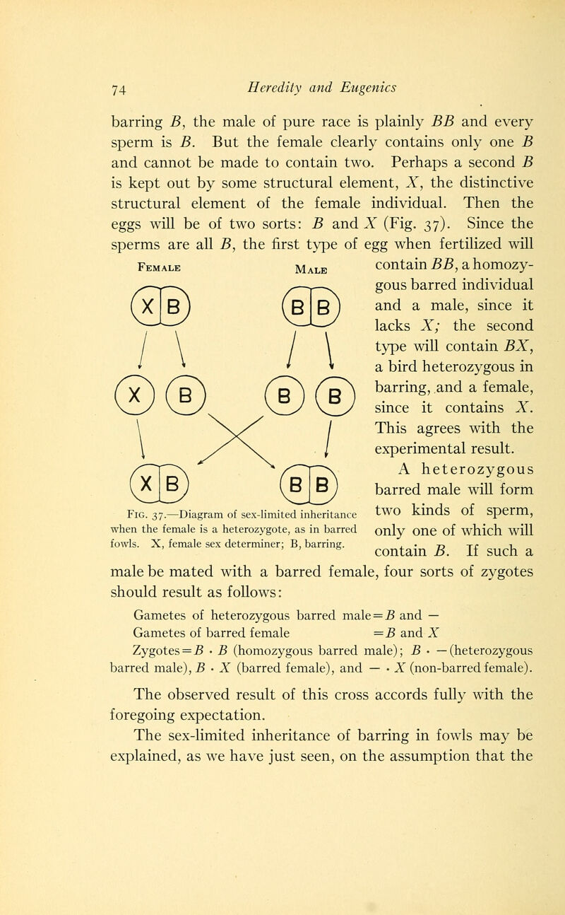 barring B, the male of pure race is plainly BB and every sperm is B. But the female clearly contains only one B and cannot be made to contain two. Perhaps a second B is kept out by some structural element, X, the distinctive structural element of the female individual. Then the eggs will be of two sorts: B and X (Fig. 37). Since the sperms are all 5, the first type of egg when fertilized will Female Male Qb) X ® ®® contain BB, a homozy- gous barred individual and a male, since it lacks X; the second type will contain BX, a bird heterozygous in barring, and a female, since it contains X. This agrees with the experimental result. A heterozygous barred male will form two kinds of sperm, only one of which will contain B. If such a male be mated with a barred female, four sorts of zygotes should result as follows: Gametes of heterozygous barred male = jB and — Gametes of barred female =B and X Zygotes = 5 • B (homozygous barred male); B • —(heterozygous barred male), 5 • X (barred female), and — • X (non-barred female). The observed result of this cross accords fully with the foregoing expectation. The sex-limited inheritance of barring in fowls may be explained, as we have just seen, on the assumption that the (?g) Fig. 37.—Diagram of sex-limited inheritance when the female is a heterozygote, as in barred fowls. X, female sex determiner; B, barring.