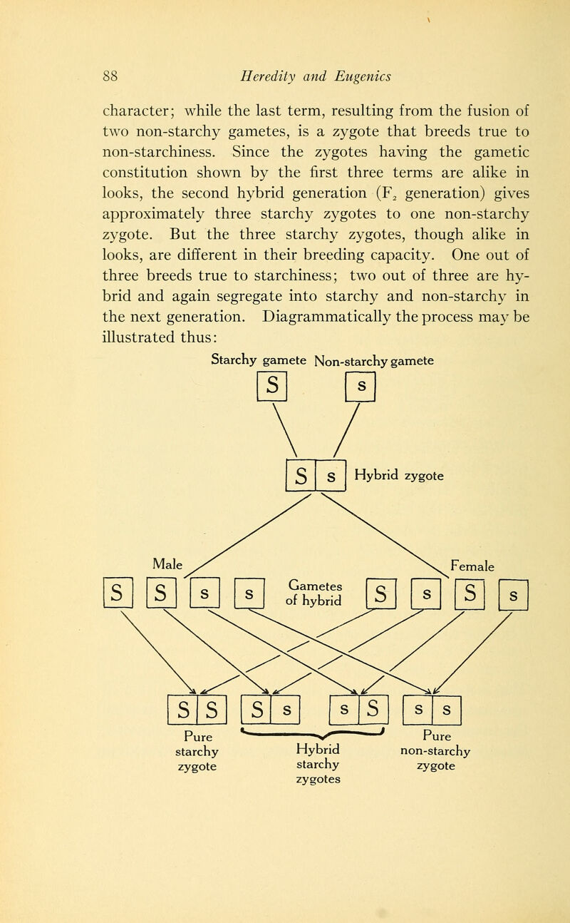 character; while the last term, resulting from the fusion of two non-starchy gametes, is a zygote that breeds true to non-starchiness. Since the zygotes having the gametic constitution shown by the first three terms are alike in looks, the second hybrid generation (F^ generation) gives approximately three starchy zygotes to one non-starchy zygote. But the three starchy zygotes, though alike in looks, are different in their breeding capacity. One out of three breeds true to starchiness; two out of three are hy- brid and again segregate into starchy and non-starchy in the next generation. Diagrammatically the process may be illustrated thus: Starchy gamete Non-starchy gamete S s S s Hybrid zygote S S Female S S Pure starchy zygote Hybrid starchy zygotes Pure non-starchy zygote