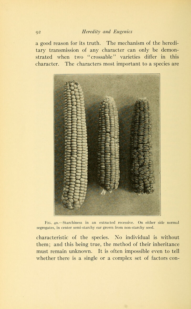 a good reason for its truth. The mechanism of the heredi- tary transmission of any character can only be demon- strated when two crossable varieties differ in this character. The characters most important to a species are Fig. 40.—Starchiness in an extracted recessive. On either side normal segregates, in center semi-starchy ear grown from non-starchy seed. characteristic of the species. No individual is without them; and this being true, the method of their inheritance must remain unknown. It is often impossible even to tell whether there is a single or a complex set of factors con-
