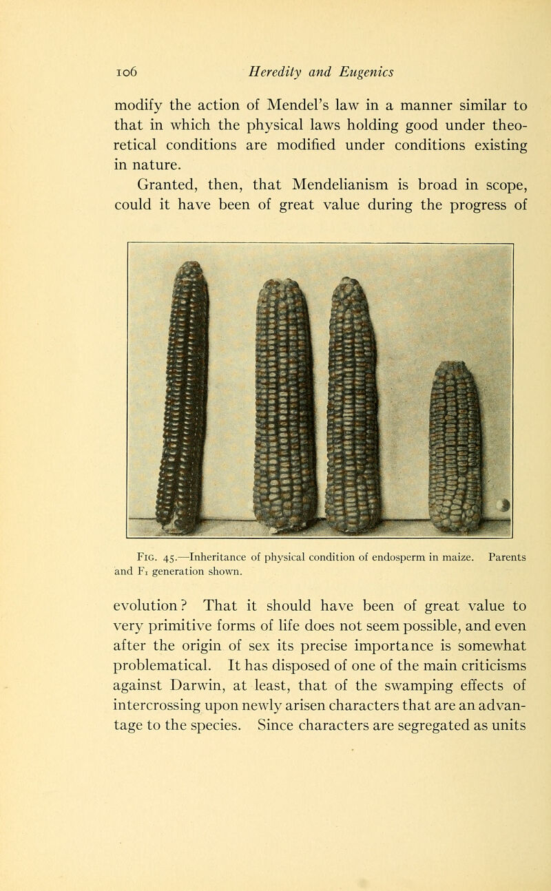 modify the action of Mendel's law in a manner similar to that in which the physical laws holding good under theo- retical conditions are modified under conditions existing in nature. Granted, then, that Mendelianism is broad in scope, could it have been of great value during the progress of Fig. 45.—Inheritance of physical condition of endosperm in maize. Parents and Fi generation shown. evolution? That it should have been of great value to very primitive forms of life does not seem possible, and even after the origin of sex its precise importance is somewhat problematical. It has disposed of one of the main criticisms against Darwin, at least, that of the swamping effects of intercrossing upon newly arisen characters that are an advan- tage to the species. Since characters are segregated as units