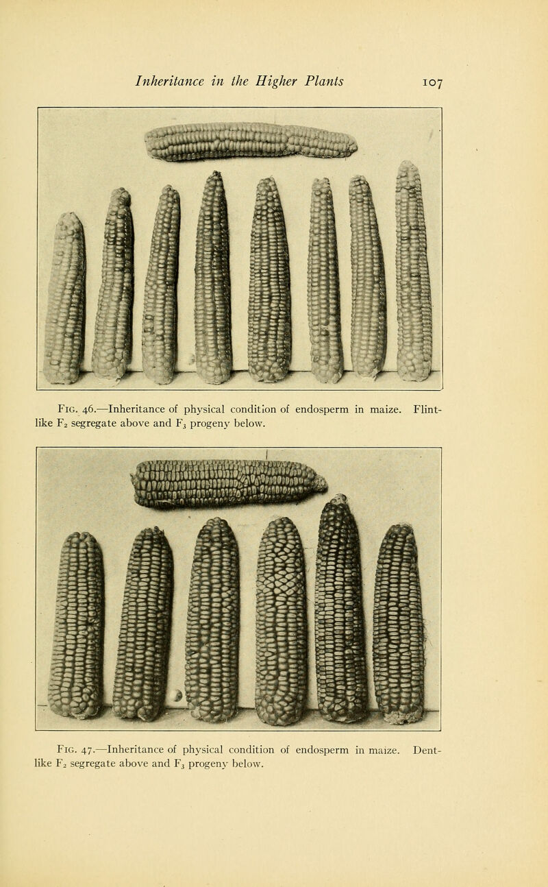 Fig. 46.—Inheritance of physical condition of endosperm in maize. Flint- like F2 segregate above and F3 progeny below. Fig. 47.—Inheritance of physical condition of endosperm in maize. Dent- like F2 segregate above and Fj progeny below.