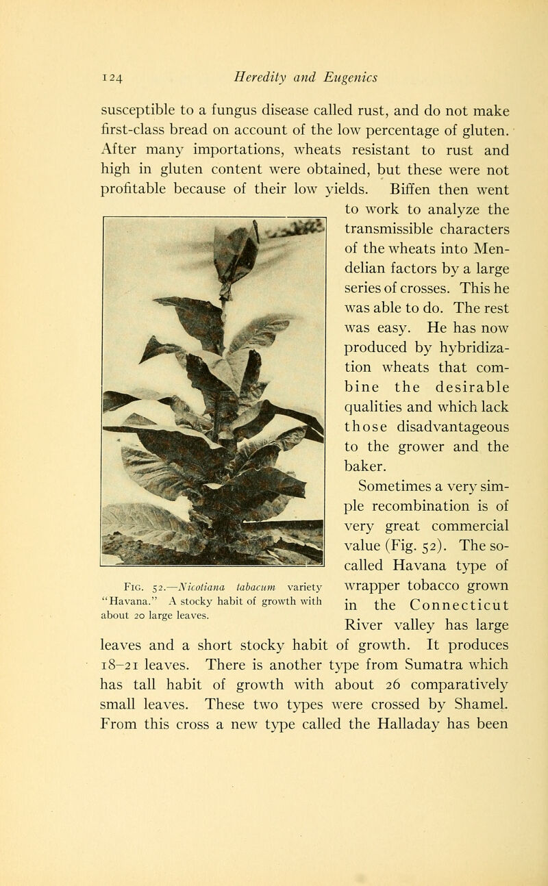 susceptible to a fungus disease called rust, and do not make first-class bread on account of the low percentage of gluten. After many importations, wheats resistant to rust and high in gluten content were obtained, but these were not profitable because of their low yields. Biff en then went to work to analyze the transmissible characters of the wheats into Men- delian factors by a large series of crosses. This he was able to do. The rest was easy. He has now produced by hybridiza- tion wheats that com- bine the desirable qualities and which lack those disadvantageous to the grower and the baker. Sometimes a very sim- ple recombination is of very great commercial value (Fig. 52). The so- called Havana type of wrapper tobacco grown in the Connecticut River valley has large leaves and a short stocky habit of growth. It produces 18-21 leaves. There is another type from Sumatra which has tall habit of growth with about 26 comparatively small leaves. These two types were crossed by Shamel. From this cross a new type called the Halladay has been Fig. 52.—Nicotiana tabaciim variety Havana. A stocky habit of growth with about 20 large leaves.