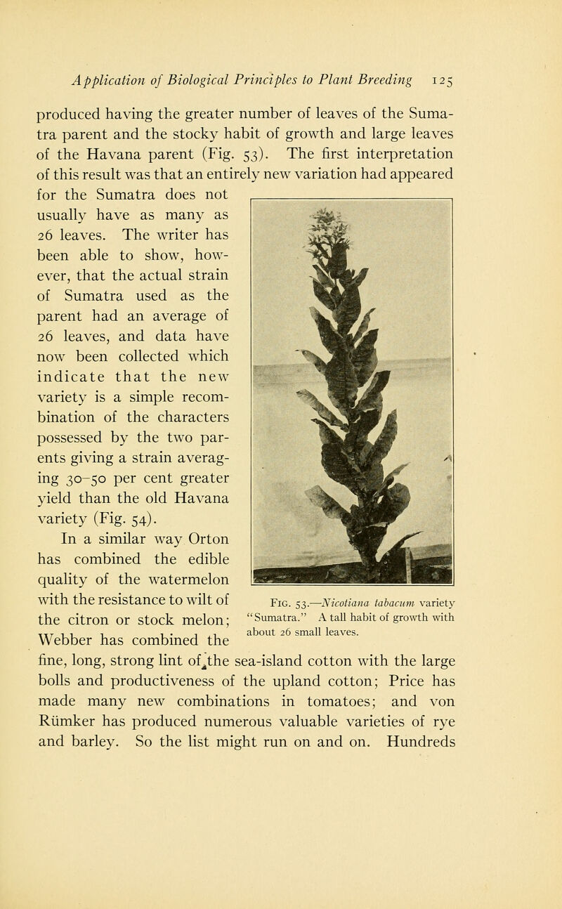 produced having the greater number of leaves of the Suma- tra parent and the stocky habit of growth and large leaves of the Havana parent (Fig. 53). The first interpretation of this result was that an entirely new variation had appeared for the Sumatra does not usually have as many as 26 leaves. The writer has been able to show, how- ever, that the actual strain of Sumatra used as the parent had an average of 26 leaves, and data have now been collected which indicate that the new variety is a simple recom- bination of the characters possessed by the two par- ents giving a strain averag- ing 30-50 per cent greater yield than the old Havana variety (Fig. 54). In a similar way Or ton has combined the edible quality of the watermelon with the resistance to wilt of the citron or stock melon; Webber has combined the fine, long, strong lint of^^the sea-island cotton with the large bolls and productiveness of the upland cotton; Price has made many new combinations in tomatoes; and von Riimker has produced numerous valuable varieties of rye and barley. So the list might run on and on. Hundreds Fig. 53.—Nicotiana tabacum variety  Sumatra. A tall habit of growth with about 26 small leaves.