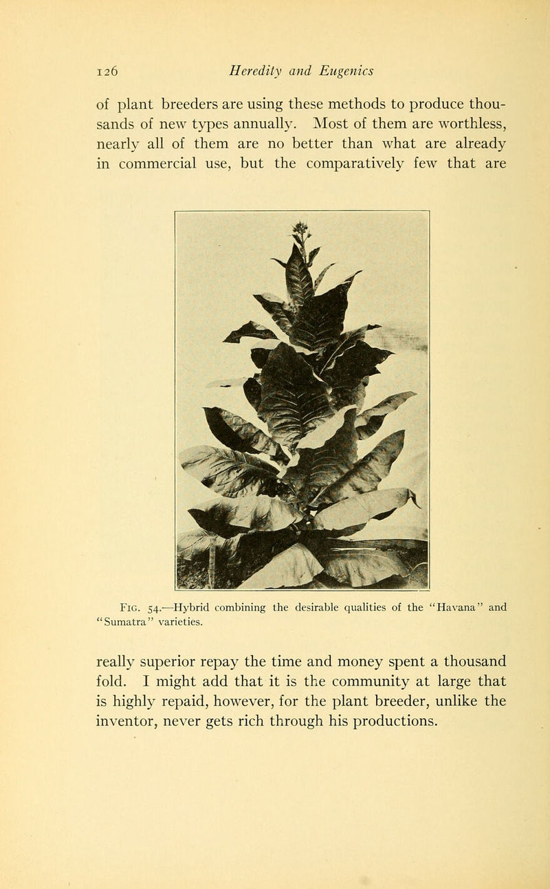 of plant breeders are using these methods to produce thou- sands of new types annually. Most of them are worthless, nearly all of them are no better than what are already in commercial use, but the comparatively few that are Fig. 54.-—-Hybrid combining the desirable qualities of the Havana and Sumatra varieties. really superior repay the time and money spent a thousand fold. I might add that it is the community at large that is highly repaid, however, for the plant breeder, unlike the inventor, never gets rich through his productions.