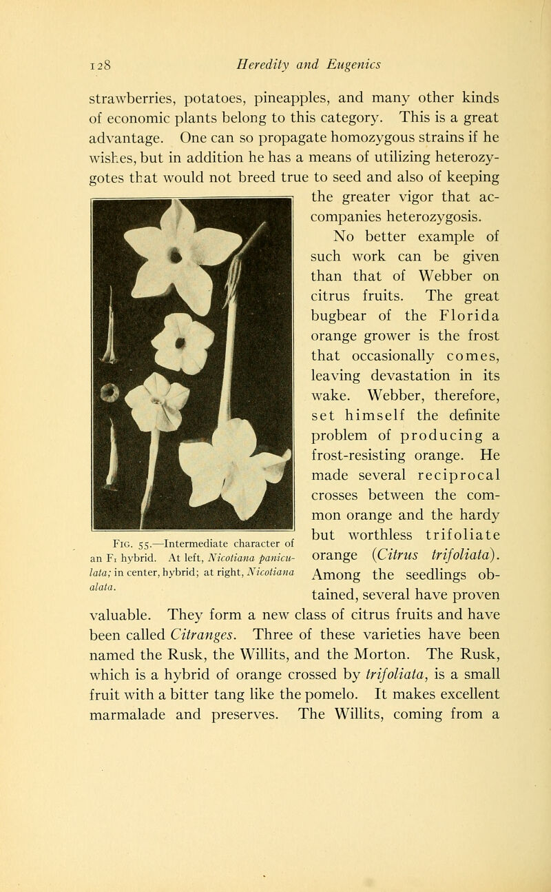 strawberries, potatoes, pineapples, and many other kinds of economic plants belong to this category. This is a great advantage. One can so propagate homozygous strains if he wishes, but in addition he has a means of utilizing heterozy- gotes that would not breed true to seed and also of keeping the greater vigor that ac- companies heterozygosis. No better example of such work can be given than that of Webber on citrus fruits. The great bugbear of the Florida orange grower is the frost that occasionally comes, leaving devastation in its wake. Webber, therefore, set himself the definite problem of producing a frost-resisting orange. He made several reciprocal crosses between the com- mon orange and the hardy but worthless trifoliate orange {Citrus trifoliata). Among the seedlings ob- tained, several have proven valuable. They form a new class of citrus fruits and have been called Citranges. Three of these varieties have been named the Rusk, the Willits, and the Morton. The Rusk, which is a hybrid of orange crossed by trifoliata, is a small fruit with a bitter tang like the pomelo. It makes excellent marmalade and preserves. The Willits, coming from a Fig. 55.—Intermediate character of an Fi hybrid. At left, Nicotiana panicu- lata; in center, hybrid; at right, Nicotiana alata.