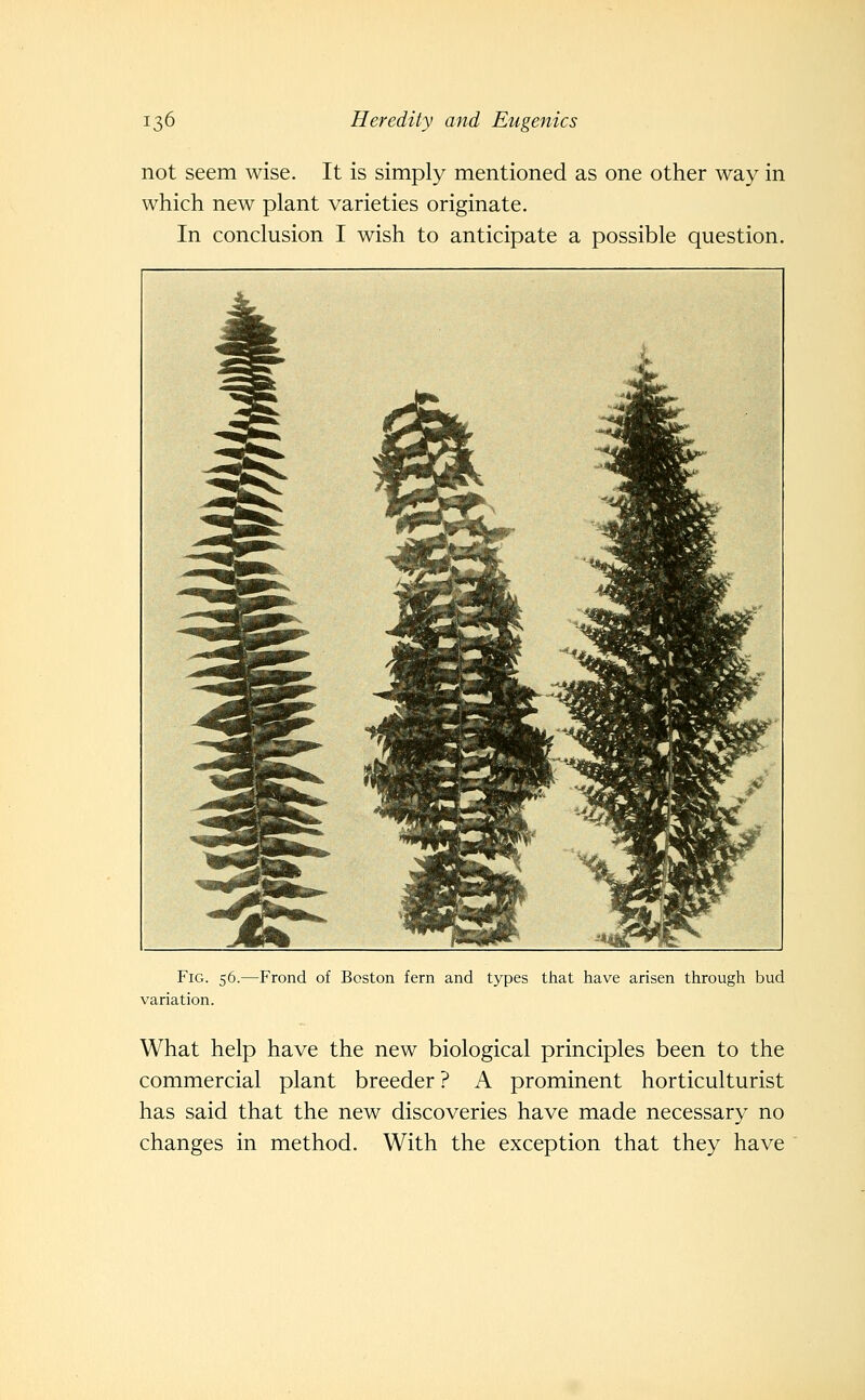 not seem wise. It is simply mentioned as one other way in which new plant varieties originate. In conclusion I wish to anticipate a possible question. Fig. 56.—Frond of Boston fern and types that have arisen through bud variation. What help have the new biological principles been to the commercial plant breeder ? A prominent horticulturist has said that the new discoveries have made necessary no changes in method. With the exception that they have