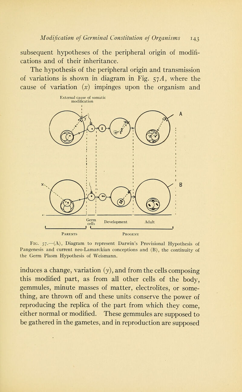 subsequent hypotheses of the peripheral origin of modifi- cations and of their inheritance. The hypothesis of the peripheral origin and transmission of variations is shown in diagram in Fig. 57^, where the cause of variation {x) impinges upon the organism and External cause of somatic modification ceU™ Development Adult Parents Progeny Fig. 57.—(A), Diagram to represent Darwin's Provisional Hypothesis of Pangenesis and current neo-Lamarckian conceptions and (B), the continuity of the Germ Plasm Hypothesis of Weismann. induces a change, variation (y), and from the cells composing this modified part, as from all other cells of the body, gemmules, minute masses of matter, electrolites, or some- thing, are thrown off and these units conserve the power of reproducing the replica of the part from which they come, either normal or modified. These gemmules are supposed to be gathered in the gametes, and in reproduction are supposed
