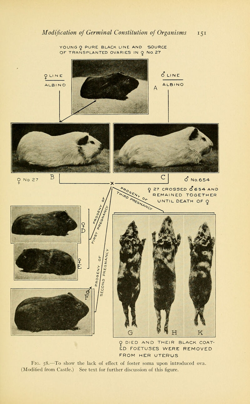 YOUNG ^ PURE BLACK LINE AND SOURCE OF TRANSPLANTED OVARIES IN ^ No. 27 O DIED AND THEIR BLACK COAT- ED FOETUSES WERE REMOVED FROM HER UTERUS Fig. 58.—To show the lack of effect of foster soma upon introduced ova. See text for further discussion of this figure. (Modified from Castle.)