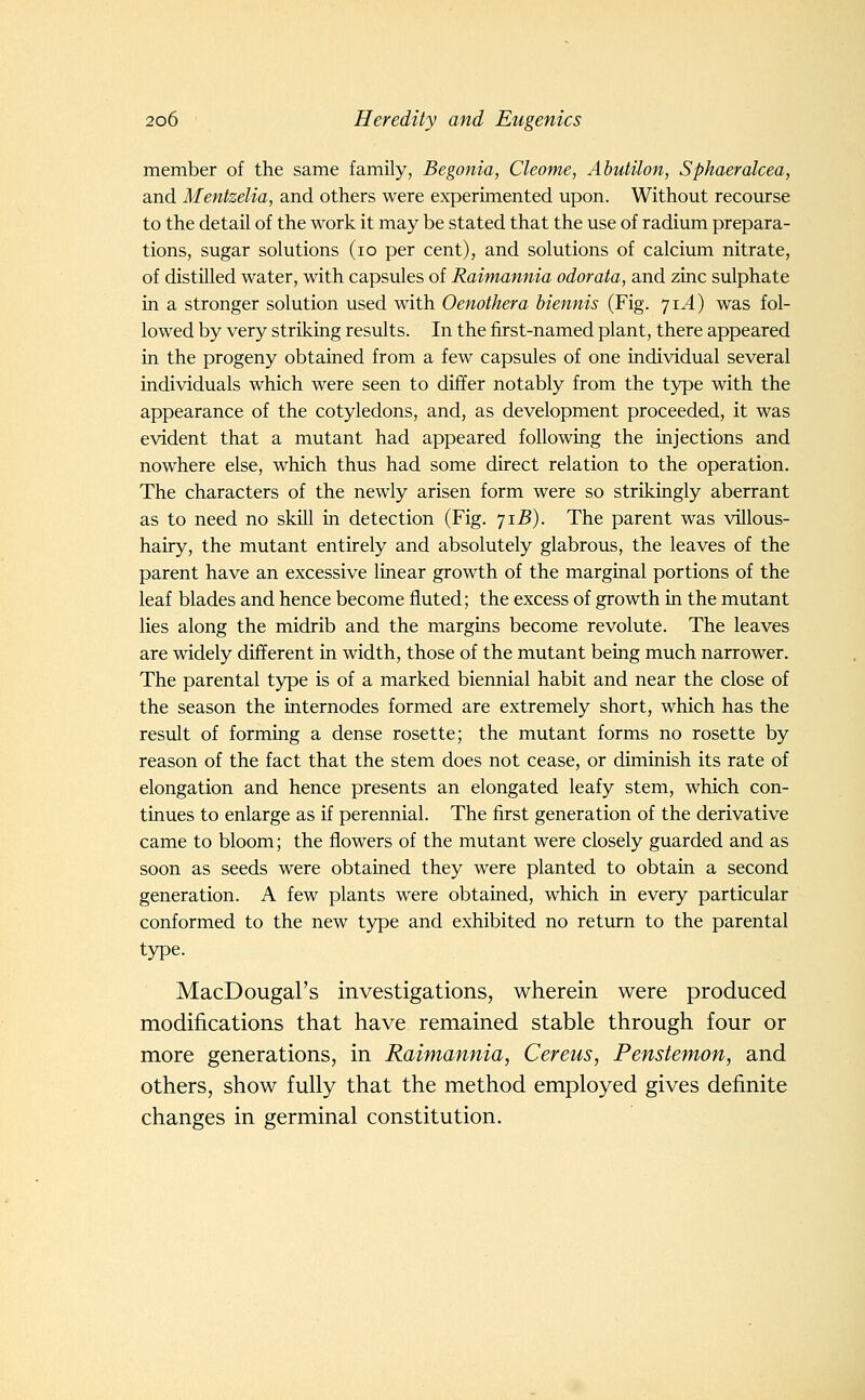 member of the same family, Begonia, Cleome, Abutilon, Sphaeralcea, and Mentzelia, and others were experimented upon. Without recourse to the detail of the work it may be stated that the use of radium prepara- tions, sugar solutions (lo per cent), and solutions of calcium nitrate, of distilled water, with capsules of Raimannia odorata, and zinc sulphate in a stronger solution used with Oenothera biennis (Fig. jiA) was fol- lowed by very striking results. In the first-named plant, there appeared in the progeny obtained from a few capsules of one individual several individuals which were seen to differ notably from the type with the appearance of the cotyledons, and, as development proceeded, it was evident that a mutant had appeared following the injections and nowhere else, which thus had some direct relation to the operation. The characters of the newly arisen form were so strikingly aberrant as to need no skill in detection (Fig. yiB). The parent was villous- hairy, the mutant entirely and absolutely glabrous, the leaves of the parent have an excessive linear growth of the marginal portions of the leaf blades and hence become fluted; the excess of growth in the mutant lies along the midrib and the margins become revolute. The leaves are widely different in width, those of the mutant being much narrower. The parental type is of a marked biennial habit and near the close of the season the internodes formed are extremely short, which has the result of forming a dense rosette; the mutant forms no rosette by reason of the fact that the stem does not cease, or diminish its rate of elongation and hence presents an elongated leafy stem, which con- tinues to enlarge as if perennial. The first generation of the derivative came to bloom; the flowers of the mutant were closely guarded and as soon as seeds were obtained they were planted to obtain a second generation. A few plants were obtained, which in every particular conformed to the new type and exhibited no return to the parental type. MacDougal's investigations, wherein were produced modifications that have remained stable through four or more generations, in Raimannia, Cereus, Penstemon, and others, show fully that the method employed gives definite changes in germinal constitution.