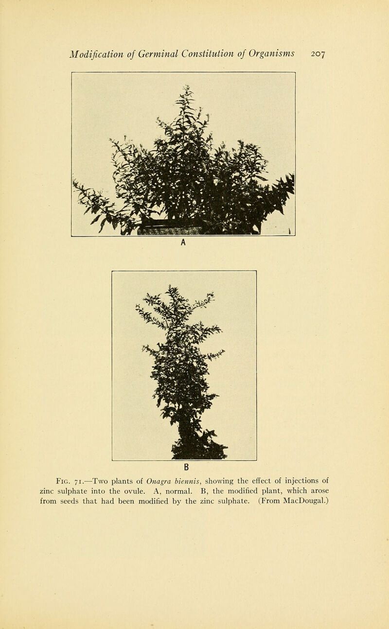 S >. T , ? ^^H^^lt^ 1 ^ ^^ ^S^^^^EB^^jSI^^SS^^ i^ ^^ W. m w A ■b B Fig. 71.—Two plants of Onagra biennis, showing the effect of injections of zinc sulphate into the ovule. A, normal. B, the modified plant, which arose from seeds that had been modified by the zinc sulphate. (From MacDougal.)