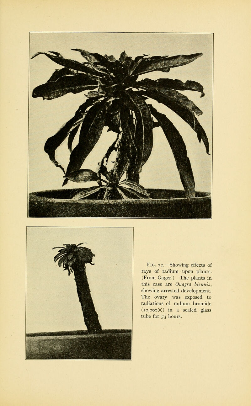 Fig. 72.—Showing effects of rays of radium upon plants. (From Gager.) The plants in this case are Onagra biennis, showing arrested development. The ovary was exposed to radiations of radium bromide (10,000 X) in a sealed glass tube for 53 hours.