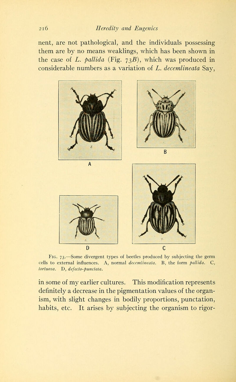 nent, are not pathological, and the individuals possessing them are by no means weaklings, which has been shown in the case of L. pallida (Fig. 73^), which was produced in considerable numbers as a variation of L. decemlineata Say, Fig. 73.—Some divergent types of beetles produced by subjecting the germ cells to external influences. A, normal decemlineata. B, the form pallida. C, tortuosa. D, defecto-punctata. in some of my earlier cultures. This modification represents definitely a decrease in the pigmentation values of the organ- ism, with slight changes in bodily proportions, punctation, habits, etc. It arises by subjecting the organism to rigor-