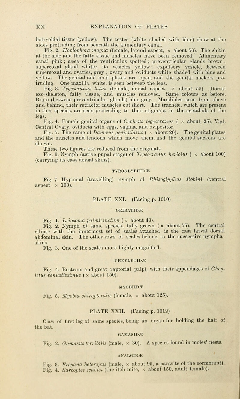 botryoidal tissue (yellow). The testes (white shaded with blue) show at the sides protruding from beneath the alimentary canal. Fig. 2. Hoploplio7-a magna (female, lateral aspect, x about 50). The chitin at the side and the fatty tissue and muscles have been removed. Alimentary canal pink ; Cffica of the ventriculus spotted ; preventricular glands brown ; supercoxal gland white; its vesicles yellow; expulsory vesicle, between supercoxal and ovaries, grey ; ovary and oviducts white shaded with blue and yellow. The genital and anal plates are open, and the genital suckers pro- truding. One maxilla, white, is seen between the legs. Fig. 3. Tegeoc7-anus latus (female, dorsal aspect, x about 55). Dorsal exo-skeleton, fatty tissue, and muscles removed. Same colours as before. Brain (between preventricular glands) blue grey. Mandibles seen from above and behind, their retractor muscles cut short. The trachea, which are present in this species, are seen proceeding to their stigmata in the acetabula of the legs. Fig. 4. Female genital organs of Cepheus tegeoeranus ( x about 25), Vigt. Central Ovary, oviducts with eggs, vagina, and ovipositor. Fig. 5. The SBivae oi Danusiis geiiiculatus { x about 20). The genital plates and the muscles and tendons which move them, and the genital suckers, are shown. These two figures are reduced from the originals. Fig. 6. Nymph (active pupal stage) of Tegeoeranus hericius ( x about 100) (carrying its cast dorsal skins). TYROGLYPHID^ Fig. 7. Hypopial (travelling) nymph of Rliizoglyphus Bobini (ventral aspect, X 100). PLATE XXI. (Facing p. 1010) OEIBATIDiE Fig. 1. Leiosoma palmieinctwn {x about 40). Fig. 2. Nymph of same species, fully grown ( x about 55). The central ellipse with the innermost set of scales attached is the cast larval dorsal abdominal skin. The other rows of scales belong to the successive nympha- skins. Fig. 3. One of the scales more highly magnified. CHEYLETID^ Fig. 4. Rostrum and great raptorial palpi, with their appendages of Cheij- letus venustissimus ( x about 150). MYOBIID^ Fig. 5. Myobia chiropteralis (female, x about 125). PLATE XXII. (Facing p. 1012) Claw of first leg of same species, being an organ for holding the hair of the bat. GAMASIDA-: Fig. 2. Gamasus tcrribilis (male, x 30). A species found in moles' nests. ANALGINA-; Fig. 3. Freyana Jiclerojnis (male, x about 95, a parasite of the cormorant). Fig. 4. Sarcoptes ncabiei (the itch mite, x about 150, adult female).