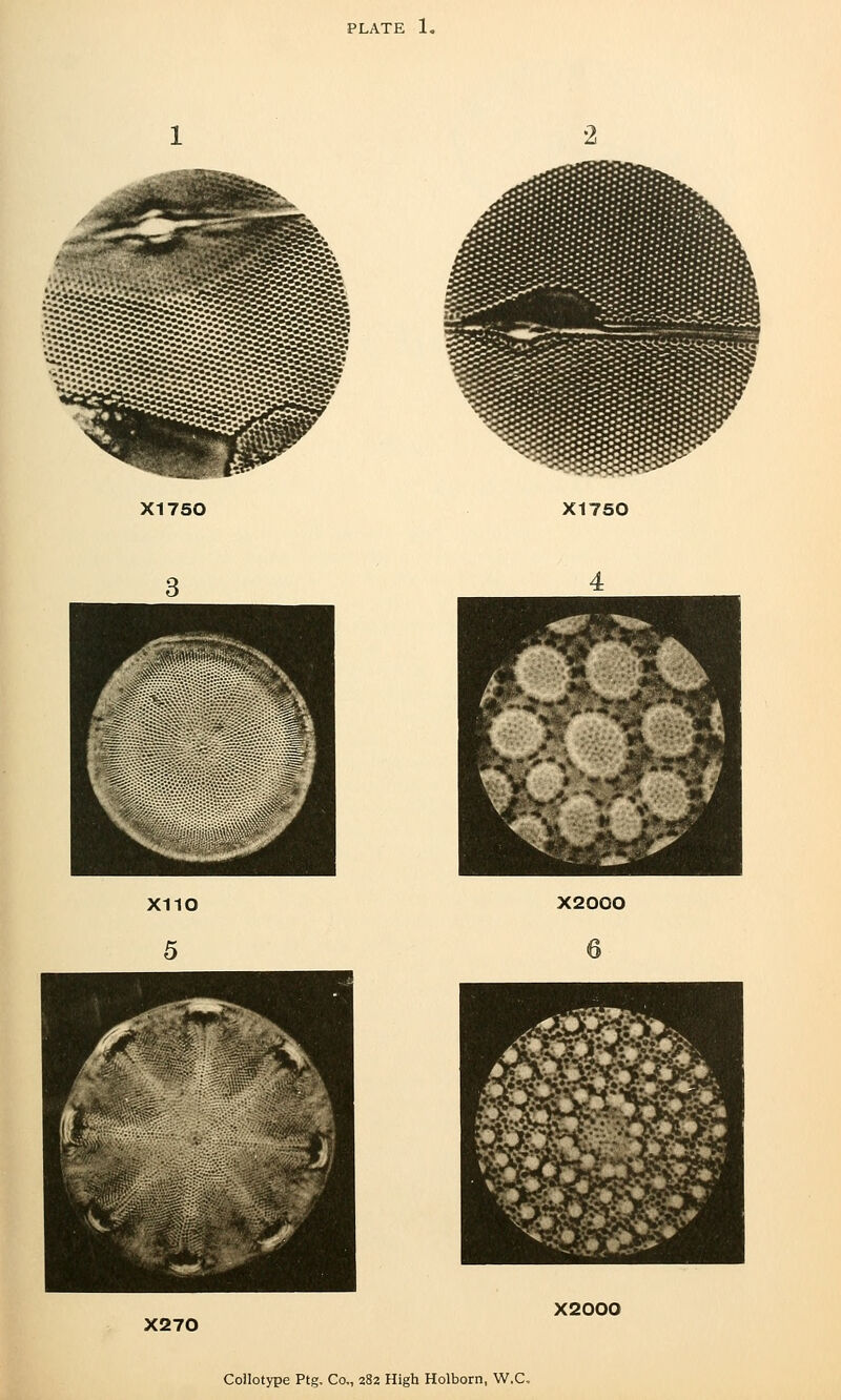 PLATE 1, XI750 X1750 X2000 X270 X2000 Collotype Ptg. Co., 282 High Holborn, W.C,