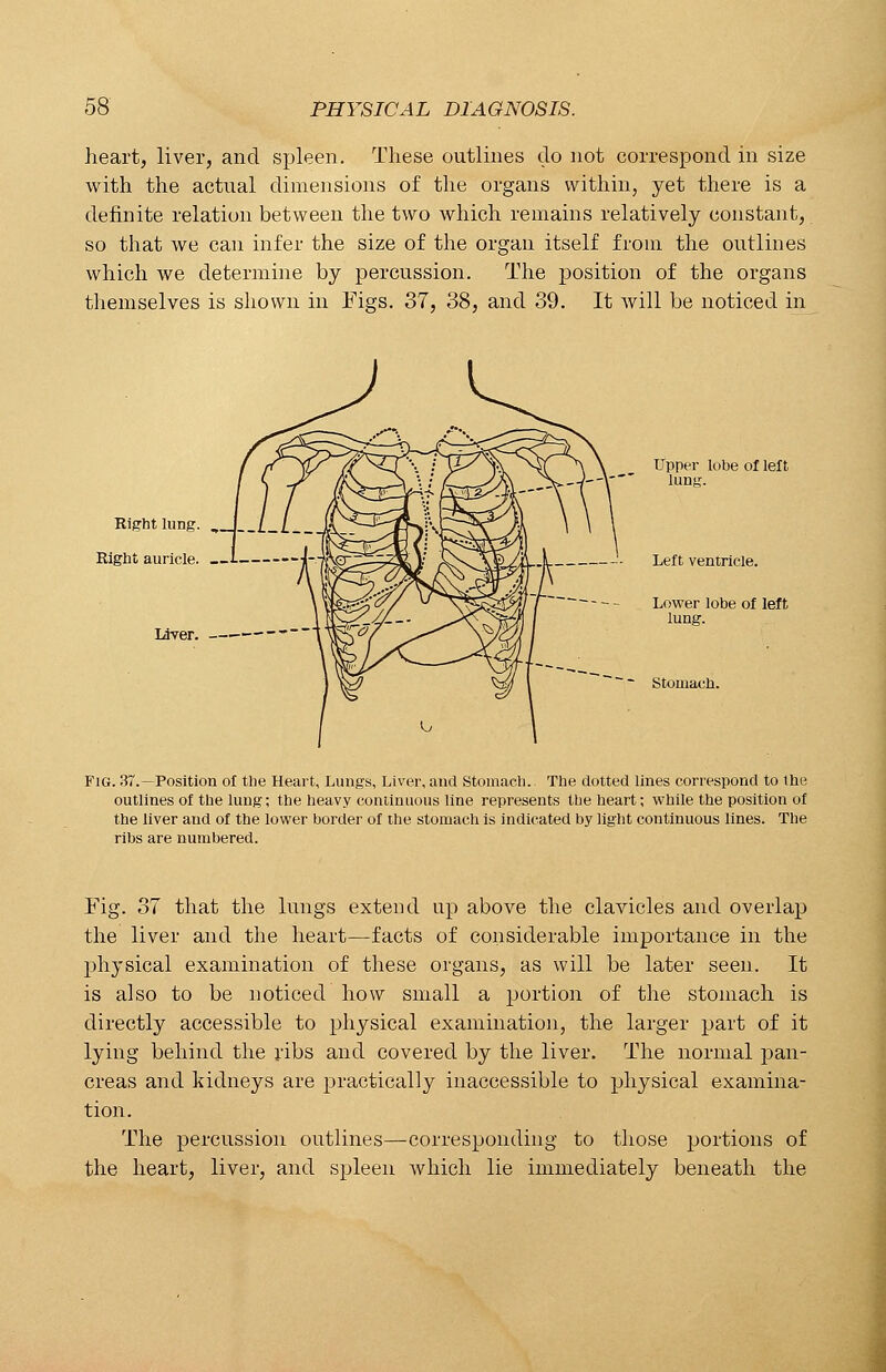 heart, liver, and spleen. These outlines do not correspond in size with the actual dimensions of the organs within, yet there is a definite relation between the two which remains relatively constant, so that we can infer the size of the organ itself from the outlines which we determine by percussion. The position of the organs themselves is shown in Figs. 37, 38, and 39. It will be noticed in Bight lung. Right auricle. I- Ldver. Upper lobe of left lung. Left ventricle. Lower lobe of left lung. Stomach. Fig. 37.—Position of the Heart, Lungs, Liver, and Stomach.- The clotted lines correspond to the outlines of the lung; the heavy continuous line represents the heart; while the position of the liver aud of the lower border of the stomach is indicated by light continuous lines. The ribs are numbered. Fig. 37 that the lungs extend up above the clavicles and overlap the liver and the heart—facts of considerable importance in the physical examination of these organs, as will be later seen. It is also to be noticed how small a portion of the stomach is directly accessible to physical examination, the larger part of it lying behind the ribs and covered by the liver. The normal pan- creas and kidneys are practically inaccessible to physical examina- tion. The percussion outlines—corresponding to those portions of the heart, liver, and spleen which lie immediately beneath the