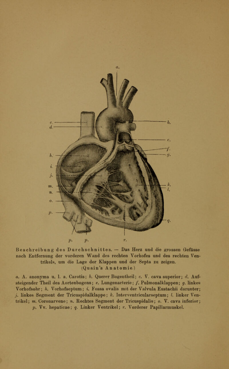 a. P- P- Beschreibung des Durchschnittes. — Das Herz und die grossen Gefässe nach Entfernung der vorderen Wand des rechten Vorhofes und des rechten Ven- trikels, um die Lage der Klappen und der Septa zu zeigen. (Quain's Anatomie.) a A. anonyma u. 1. a. Carotis; b. Querer Bogentheil; c. V. cava superior; d. Auf- steigender Theil des Aortenbogens; e. Lungenarterie; /. Pulmonalklappen; g. linkes Vorhofsohr; h. Vorhofseptum; i. Fossa ovalis mit der Valvula Eustachii darunter; j. linkes Segment der Tricuspidalklappe; k. Interventricularseptum; /. linker Ven- trikel; m. Coronarvene; n. Rechtes Segment der Tricuspidalis; o. V. cava inferior; p. Vv. hepaticae; q. Linker Ventrikel; r. Vorderer Papillarmuskel.