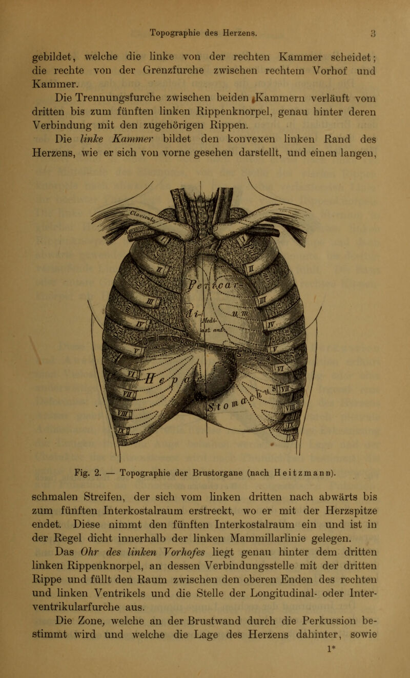 gebildet, welche die linke von der rechten Kammer scheidet; die rechte von der Grenzfurche zwischen rechtem Vorhof und Kammer. Die Trennungsfurche zwischen beiden ^Kammern verläuft vom dritten bis zum fünften linken Rippenknorpel, genau hinter deren Verbindung mit den zugehörigen Rippen. Die linke Kammer bildet den konvexen linken Rand des Herzens, wie er sich von vorne gesehen darstellt, und einen langen, Fig. 2. — Topographie der Brustorgane (nach Heitzmann). schmalen Streifen, der sich vom linken dritten nach abwärts bis zum fünften Interkostalraum erstreckt, wo er mit der Herzspitze endet. Diese nimmt den fünften Interkostalraum ein und ist in der Regel dicht innerhalb der linken Mammillarlinie gelegen. Das Ohr des Unken Vorhofes liegt genau hinter dem dritten linken Rippenknorpel, an dessen Verbindungsstelle mit der dritten Rippe und füllt den Raum zwischen den oberen Enden des rechten und linken Ventrikels und die Stelle der Longitudinal- oder Inter- ventrikularfurche aus. Die Zone, welche an der Brustwand durch die Perkussion be- stimmt wird und welche die Lage des Herzens dahinter, sowie