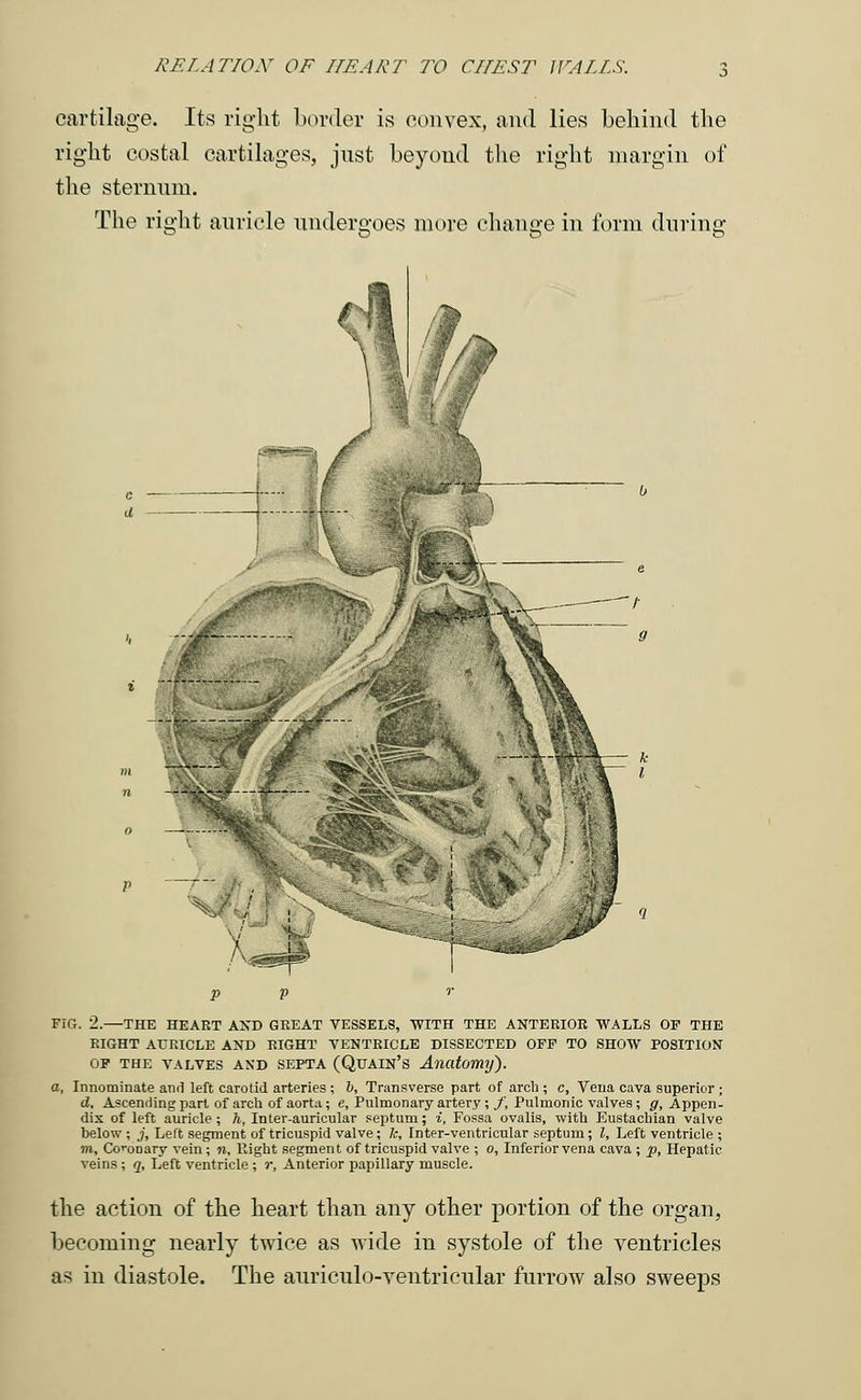cartilage. Its right border is convex, and lies behind the right costal cartilages, just beyond the right margin of the sternum. The right auricle undergoes more change in form during h --J* jgr Fir,. 2.—THE HEART AND GREAT VESSELS, WITH THE ANTERIOR WALLS OF THE RIGHT AURICLE AND RIGHT VENTRICLE DISSECTED OFF TO SHOW POSITION of the valves and septa (Quain's Anatomy). a, Innominate and left carotid arteries ; b, Transverse part of arch ; c, Vena cava superior ; d. Ascending part of arch of aorta; e, Pulmonary artery;/', Pulmonic valves; g, Appen- dix of left auricle ; h, Inter-auricular septum; i, Fossa ovalis, with Eustachian valve below ; j, Left segment of tricuspid valve; fc, Inter-ventricular septum; I, Left ventricle ; m, Coronary vein; n, llight segment of tricuspid valve ; o, Inferior vena cava ; p, Hepatic veins ; q. Left ventricle ; r, Anterior papillary muscle. the action of the heart than any other portion of the organ, becoming nearly twice as wide in systole of the ventricles as in diastole. The auriculo-ventricular furrow also sweeps