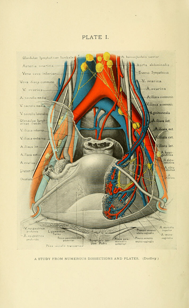 Glandulae lymphatic Arteria ovanca vena cava infeno Vena iliaca communis V. ovarica ' A. sacralis media., V. sacralis media - V. saeralis lateralis A. haemorrhoidalis superio i Aorta abdominalis runcus Sympathicus V. ovarica A. ovarica A.iliaca communis iaca. communis M.genitocruralis A« iliaca int. A.iliaca ext V.iliaca ext. -V. epigastrica profunda Ligament A Teres .epigastrica profunda Plica vesicalis trans A STUDY FROM NUMEROUS DISSECTIONS AND PLATES. (Dudley.