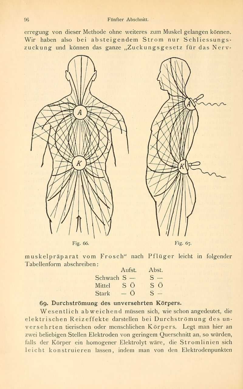 erregung von dieser Methode ohne weiteres zum Muskel gelangen können. Wir haben also bei absteigendem Strom nur Schliessungs- zuckung und können das ganze „Zuckungsgesetz für das Nerv- Fig. 66. Fig. 67. Abst. S - S Ö S - muskelpräparat vom Frosch nach Pflüg er leicht in folgender Tabellenform abschreiben: Aufst. Schwach S — Mittel S Ö Stark - Ö 69. Durchströmung des unversehrten Körpers. Wesentlich abweichend müssen sich, wie schon angedeutet, die elektrischen Reizeffekte darstellen bei Durchströmung des un- versehrten tierischen oder menschhchen Körpers. Legt man hier an zwei beliebigen Stellen Elektroden von geringem Querschnitt an, so würden, falls der Körper ein homogener Elektrolyt wäre, die Stromlinien sich leicht konstruieren lassen, indem man von den Elektrodenpunkten