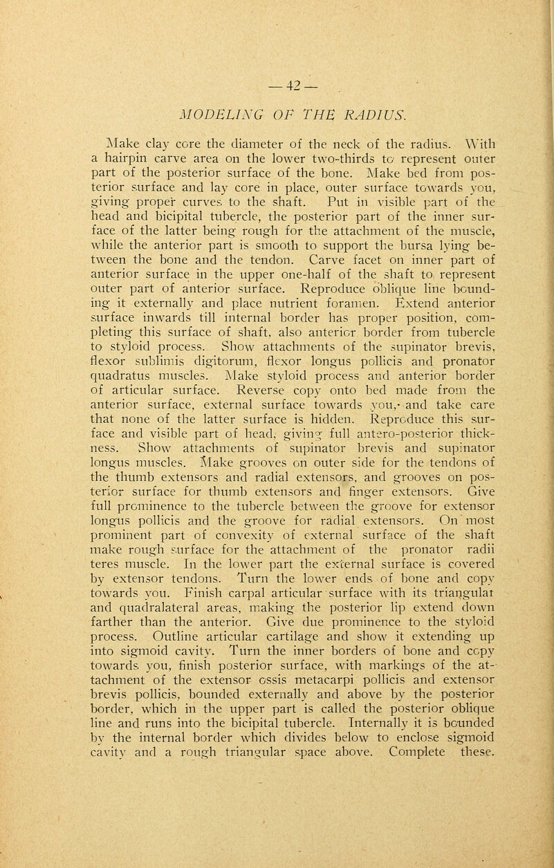 MODELING OF THE RADIUS. Make clay core the diameter of the neck of the radius. With a hairpin carve area on the lower two-thirds to represent outer part of the posterior surface of the bone. Make bed from pos- terior surface and lay core in place, outer surface towards you, giving proper curves to the shaft. Put in visible part of the head and bicipital tubercle, the posterior part of the inner sur- face of the latter being rough for the attachment of the muscle, while the anterior part is smooth to support the bursa lying be- tween the bone and the tendon. Carve facet on inner part of anterior surface in the upper one-half of the shaft to represent outer part of anterior surface. Reproduce oblique line bound- ing it externally and place nutrient foramen. Extend anterior surface inwards till internal border has proper position, com- pleting this surface of shaft, also anterior border from tubercle to styloid process. Show attachments of the supinator brevis, flexor sublimis digitorum, flexor longus pollicis and pronator quadratus muscles. Make styloid process and anterior border of articular surface. Reverse cop)' onto bed made from the anterior surface, external surface towards you,- and take care that none of the latter surface is hidden. Reproduce this sur- face and visible part of head; giving full antero-pos.terior thick- ness. Show attachments of supinator brevis and supinator longus muscles. Make grooves on outer side for the tendons of the thumb extensors and radial extensors, and grooves on pos- terior surface for thumb extensors and finger extensors. Give full prominence to the tubercle between the groove for extensor longus pollicis and the groove for radial extensors. On most prominent part of convexity of external surface of the shaft make rough surface for the attachment of the pronator radii teres muscle. In the lower part the external surface is covered by extensor tendons. Turn the lower ends of bone and copy towards you. Finish carpal articular surface with its triangular and quadralateral areas, making the posterior lip extend down farther than the anterior. Give due prominence to the styloid process. Outline articular cartilage and show it extending up into sigmoid cavity. Turn the inner borders of bone and copy towards you, finish posterior surface, with markings of the at- tachment of the extensor ossis metacarpi pollicis and extensor brevis pollicis, bounded externally and above by the posterior border, which in the upper part is called the posterior oblique line and runs into the bicipital tubercle. Internally it is bounded by the internal border which divides below to enclose sigmoid cavity and a rough triangular space above. Complete these.