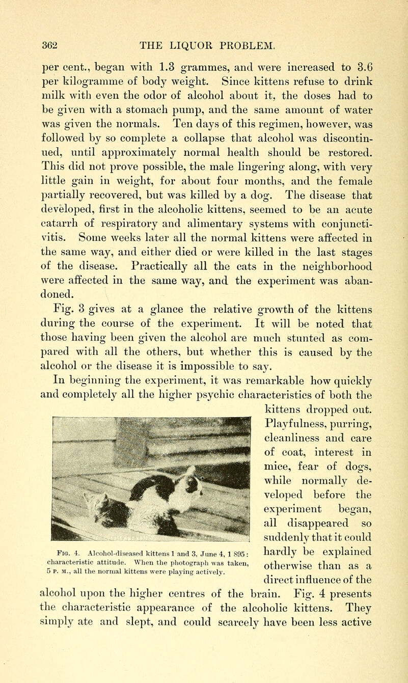 per cent., began with 1.3 grammes, and were increased to 3.6 per kilogramme of body weight. Since kittens refuse to drink milk with even the odor of alcohol about it, the doses had to be given with a stomach pump, and the same amount of water was given the normals. Ten days of this regimen, however, was followed by so complete a collapse that alcohol was discontin- ued, until approximately normal health should be restored. This did not prove possible, the male lingering along, with very little gain in weight, for about four months, and the female partially recovered, but was killed by a dog. The disease that developed, first in the alcoholic kittens, seemed to be an acute catarrh of respiratory and alimentary systems with conjuncti- vitis. Some weeks later all the normal kittens were affected in the same way, and either died or were killed in the last stages of the disease. Practically all the cats in the neighborhood were affected in the same way, and the experiment was aban- doned. Fig. 3 gives at a glance the relative growth of the kittens during the course of the experiment. It will be noted that those having been given the alcohol are much stunted as com- pared with all the others, but whether this is caused by the alcohol or the disease it is impossible to say. In beginning the experiment, it was remarkable how quickly and completely all the higher jjsychic characteristics of both the kittens dropped out. Playfulness, purring, cleanliness and care of coat, interest in mice, fear of dogs, while normally de- veloped before the experiment began, all disappeared so suddenly that it could Fig. 4. Alrohol-diseased kittens 1 and 3, June 4, 1 895: hardly be explained characteristic attitude. When the photograph was taken, otherwise than aS a 5 P. M., all the normal kittens were playing actively. direct influence of the alcohol upon the higher centres of the brain. Fig. 4 presents the characteristic appearance of the alcoholic kittens. They simply ate and slept, and could scarcely have been less active