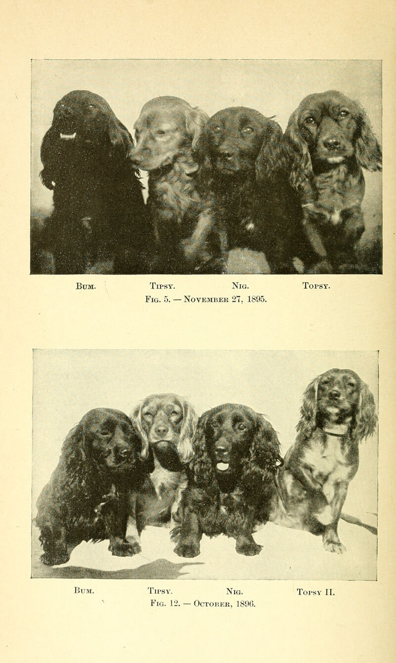 Bum. Tipsy. Nig. Fig. 5. — November 27, 1895. TOPSY. Bum. Fig. 12. — October, 1890.