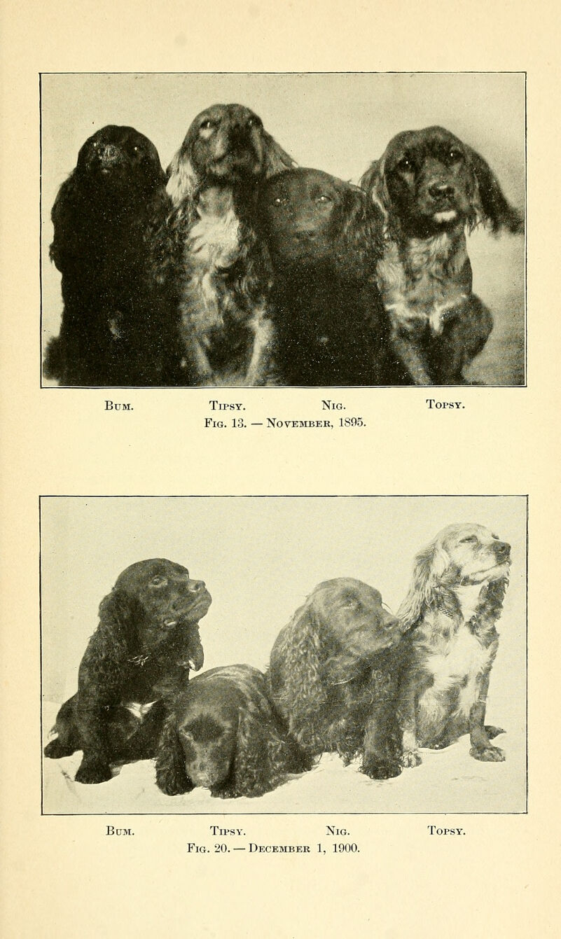 Bum. Tipsy. Nig. Fig. 13. — November, 1895. TOPSY. Bum. Tipsy. Nig. Fig. 20. — December 1, 1900. ToPSY.