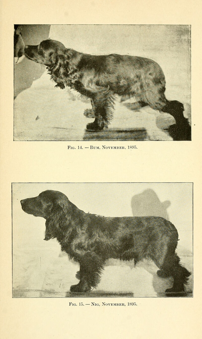 Fig. 15. — Nig, November, 1895.