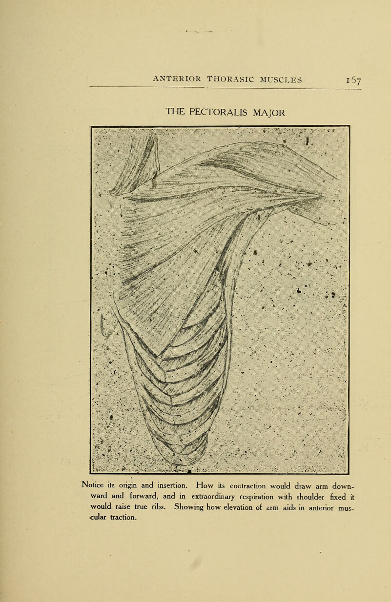 THE PECTORALIS MAJOR Notice Its origin and insertion. How its contraction would draw arm down- ward and forward, and in extraordinary respiration with shoulder fixed it would raise true ribs. Showing how elevation of arm aids in anterior mus- cular traction.