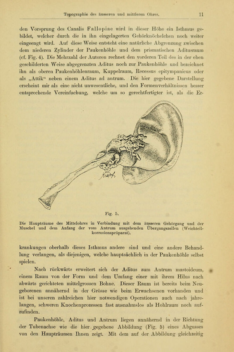 den Vorsprung des Canalis Fallopiae wird in dieser Höhe ein [sthmus ge- bildet, welcher durch die in ihn eingelagerten Gehörknöchelchen noch weiter eingeengt wird. Auf diese Weise entsteht eine natürliche Abgrenzung zwischen dem niederen Zylinder der Paukenhöhle und dem prismatischen Aditusraum (cf. Fig. 4). Die Mehrzahl der Autoren rechnet den vorderen Teil des in der eben geschilderten Weise abgegrenzten Aditus noch zur Paukenhöhle und bezeichnet ihn als oberen Paukenhöhlenraum, Kuppelraum, Recessus epitympanicus oder als „Attik neben einem Aditus ad antrum. Die hier gegebene Darstellung erscheint mir als eine nicht unwesentliche, und den Formen Verhältnissen besser entsprechende Vereinfachung, welche um so gerechtfertigter ist, als die Er- Fig. 5. Die Haupträume des Mittelohres ia Verbindung mit dem äusseren Gehörgang und der Muschel und dem Anfang der vom Antrum ausgehenden Übergangszellen (Weichteil- korrosionspräparat). krankungen oberhalb dieses Isthmus andere sind und eine andere Behand- lung verlangen, als diejenigen, welche hauptsächlich in der Paukenhöhle selbst spielen. Nach rückwärts erweitert sich der Aditus zum Antrum mastoideum, einem Raum von der Form und dem Umfang einer mit ihrem Hilus nach abwärts gerichteten mittelgrossen Bohne. Dieser Raum ist bereits beim Neu- geborenen annähernd in der Grösse wie beim Erwachsenen vorhanden und ist bei unseren zahlreichen hier notwendigen Operationen auch nach jahre- langen, schweren Knochenprozessen fast ausnahmslos als Hohlraum noch auf- zufinden. Paukenhöhle, Aditus und Antrum liegen annähernd in der Richtung der Tubenachse wie die hier ^gegebene Abbildung (Fig. 5) eines Abgusses von den Haupträumen Ihnen zeigt. Mit dem auf der Abbildung gleichzeitig