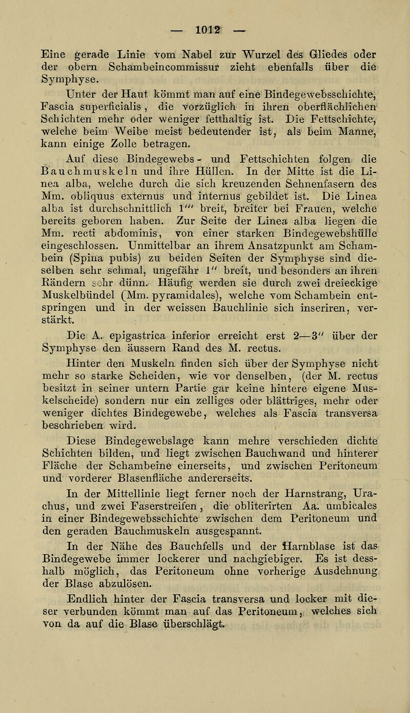 Eine gerade Linie vom Nabel zur Wurzel des Gliedes oder der obern Schambeincommissur zieht ebenfalls über die Symphyse. Unter der Haut kommt man auf eine Bindegewebsschichte, Fascia superficialis, die vorzüglich in ihren oberflächlichen Schichten mehr oder weniger fetthaltig ist. Die Fettschichte, welche beim Weibe meist bedeutender ist, als beim Manne, kann einige Zolle betragen. Auf diese Bindegewebs - und Fettschichten folgen die Bauchmuskeln und ihre Hüllen, In der Mitte ist die Li- nea alba, welche durch die sich kreuzenden Sehnenfasern des Mm. obliquus externus und internus gebildet ist. Die Linea alba ist durchschnittlich 1' breit, breiter bei Frauen, welche bereits geboren haben. Zur Seite der Linea alba liegen die Mm. recti abdominis, von einer starken Bindegewebshülle eingeschlossen. Unmittelbar an ihrem Ansatzpunkt am Scham- bein (Spina pubis) zu beiden Seiten der Symphyse sind die- selben sehr schmal, ungefähr 1 breit, und besonders an ihren Rändern sehr dünn. Häufig werden sie durch zwei dreieckige Muskelbündel (Mm. pyramidales), welche vom Schambein ent- springen und in der weissen Bauchlinie sich inseriren, ver- stärkt. Die A. epigastrica inferior erreicht erst 2—3 über der Symphyse den äussern Rand des M. rectus. Hinter den Muskeln, finden sich über der Symphyse nicht mehr so starke Scheiden, wie vor denselben, (der M. rectus besitzt in seiner untern Partie gar keine hintere eigene Mus- kelscheide) sondern nur ein zelliges oder blättriges, mehr oder weniger dichtes Bindegewebe, welches als Fascia transversa beschrieben wird. Diese Bindegewebslage kann mehre verschieden dichte Schichten bilden, und liegt zwischen Bauchwand und hinterer Fläche der Schambeine einerseits, und zwischen Peritoneum und vorderer Blasenfläche andererseits. In der Mittellinie liegt ferner noch der Harnstrang, Ura- chus, und zwei Faserstreifen, die obliterirten Aa. umbicales in einer Bindegewebsschichte zwischen dem Peritoneum und den geraden Bauchmuskeln ausgespannt. In der Nähe des Bauchfells und der Harnblase ist das Bindegewebe immer lockerer und nachgiebiger. Es ist dess- halb möglich, das Peritonemu ohne vorherige Ausdehnung der Blase abzulösen. Endlich hinter der Fascia transversa und locker mit die- ser verbunden kömmt man auf das Peritoneum, welches sich von da auf die Blase überschlägt.