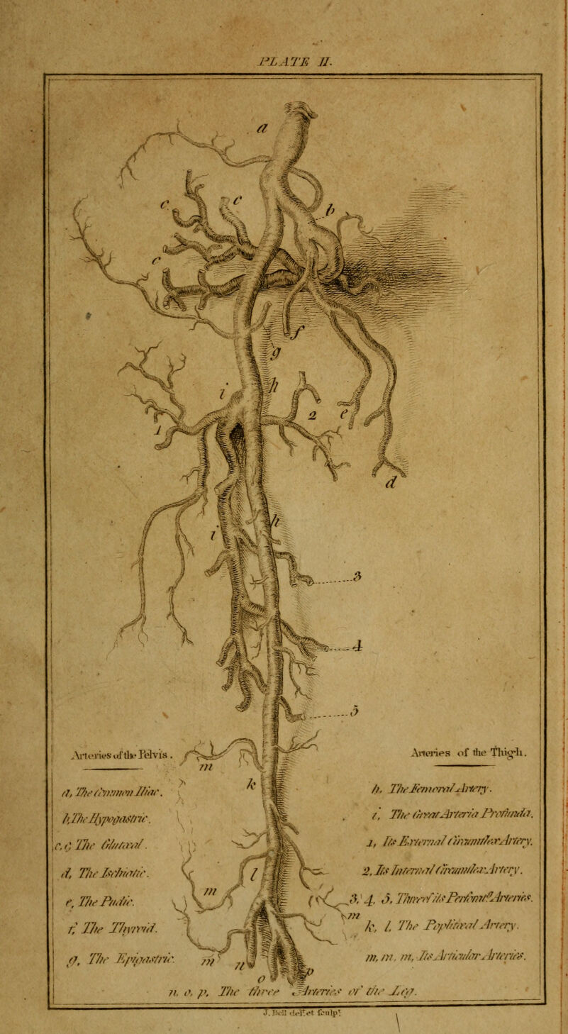 Artork'S vd'tln' Pelvis . f f7, 'ffti'^iVJ.'imvtJJidr C,i)'17)i' /r///Ay<j/. ,1 Tlif I^r/rin/ic. e, T7i^B/,//r. t 27//' 27n'iW<f. (J, 77/r Kpnyrisn-ir. ^j} Anories of die Tliii^li. /, J7f,' (h>'/7rAi7(7y(i P/vf7intfii. 2,1/.f lnrfT/!>r/(mwrn/'-'rAvhry. ^ k, l. Th.' Prr/it.r,7/.li'rery. in, /}f. m, Ih<Jitit7i/cV\ljVi'ruv. J.JVU .'..Itot lonlp: ,