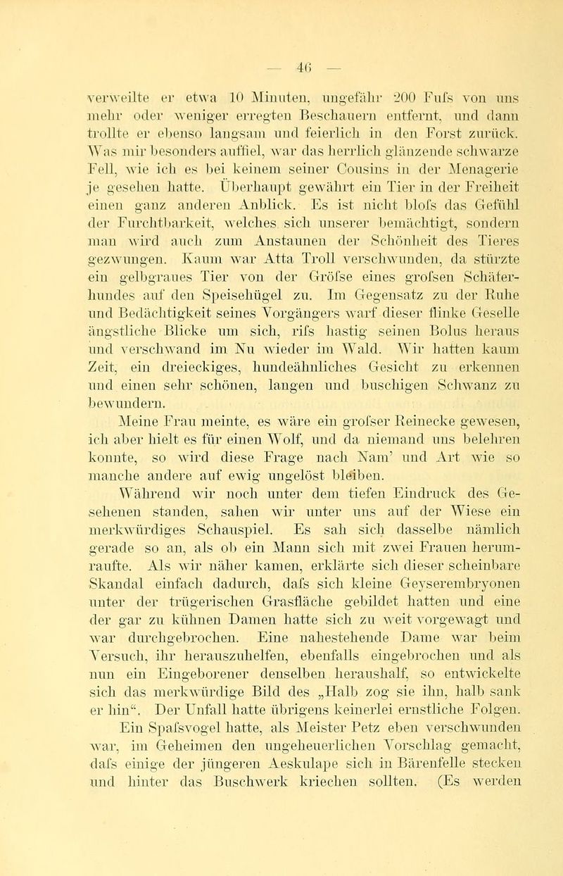 — 41) — verweilte er etwa 10 Miuiiten, ungefähr 200 Fufs von uns mehr oder weniger erregten Beschauern entfernt, und dann trollte er e1)enso langsam und feierlich in den Forst zurück. Was mir besonders auffiel, war das herrlich glänzende schwarze Fell, wie ich es bei keinem seiner Cousins in der Menagerie je gesehen hatte. Überhaupt gewährt ein Tier in der Freiheit einen ganz anderen Anblick. Es ist nicht blofs das Gefühl der Furchtbarkeit, welches sich unserer bemächtigt, sondern man wird auch zum Anstaunen der Schönheit des Tieres gezwungen. Kaum war Atta Troll verschwunden, da stiirzte ein gelbgraues Tier von der Gröfse eines grofsen Schäfer- hundes auf den Speisehügel zu. Im Gegensatz zu der Ruhe und Bedächtigkeit seines Vorgängers warf dieser flinke Geselle ängstliche Blicke um sich, rifs hastig seinen Bolus heraus und verschwand im Nu wieder im Wald. Wir hatten kaum Zeit, ein dreieckiges, hundeähnliches Gesicht zu erkennen und einen sehr schönen, langen und buschigen Schwanz zu bewundern. Meine Frau meinte, es wäre ein grofser Reiuecke gewesen, ich aber hielt es für einen Wolf, und da niemand uns belehren konnte, so wird diese Frage nach Nam' und Art wie so manche andere auf ewig ungelöst bleiben. Während wir noch unter dem tiefen Eindruck des Ge- sehenen standen, sahen wir unter uns auf der Wiese ein merkwürdiges Schauspiel. Es sah sich dasselbe nämlich gerade so an, als ob ein Mann sich mit zwei Frauen herum- raufte. Als wir näher kamen, erklärte sich dieser scheinbare Skandal einfach dadurch, dafs sich kleine Gej^serembryonen unter der trügerischen Grasfläche gebildet hatten und eine der gar zu kühnen Damen hatte sich zu weit vorgewagt und Avar durchgebrochen. Eine nahestehende Dame war beim Yersuch, ihr herauszuhelfen, ebenfalls eingebrochen und als nun ein Eingeborener denselben heraushalf, so entwickelte sich das merkwürdige Bild des „Halb zog sie ihn, halb sank er hin. Der Unfall hatte übrigens keinerlei ernstliche Folgen. Ein Spafsvogel hatte, als Meister Petz eben verschwunden Avar, im Geheimen den ungeheuerlichen Yorschlag gemacht, dafs einige der jüngeren Aeskulape sich in Bärenfelle stecken und hinter das Buschwerk kriechen sollten. (Es werden