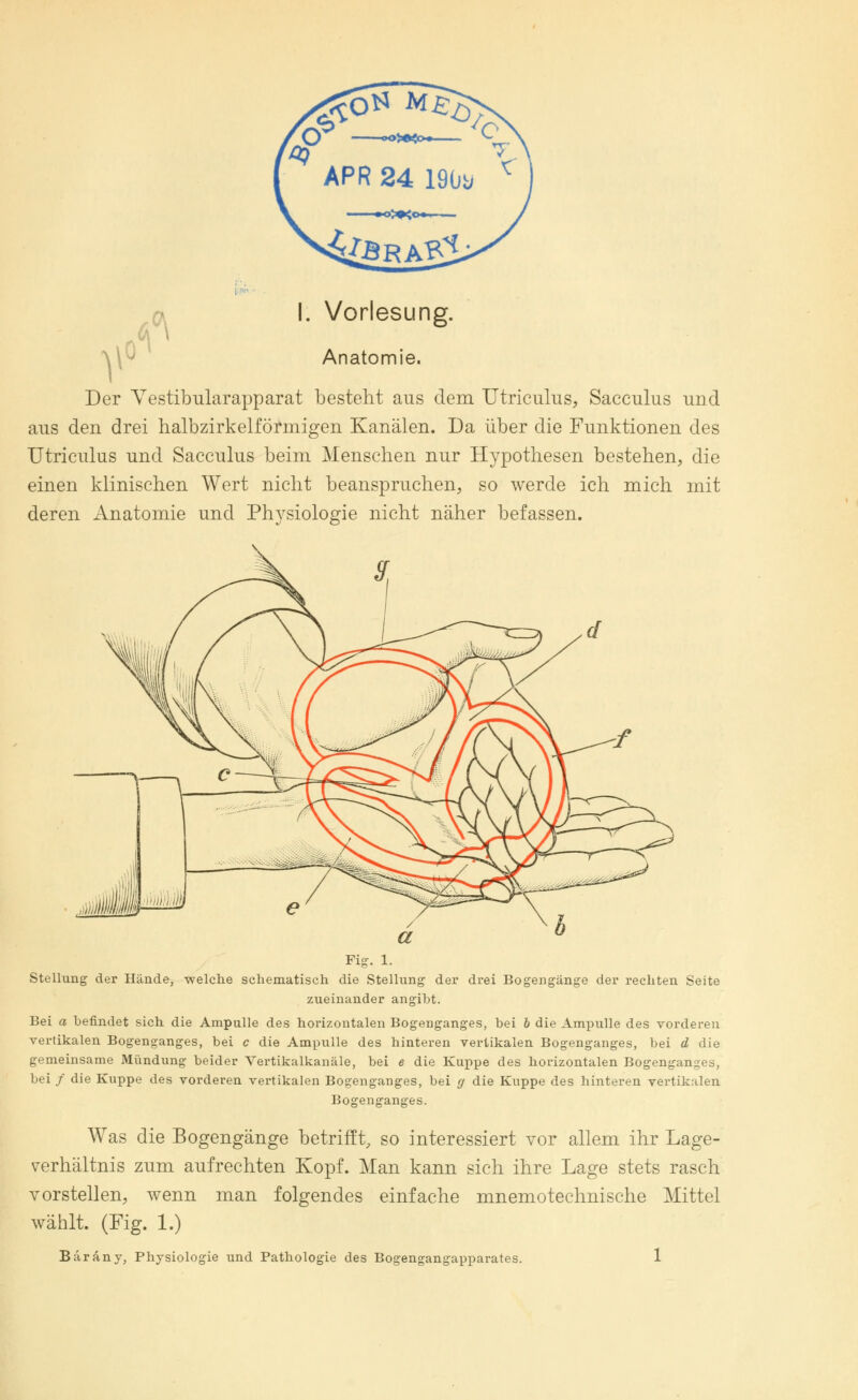v° ,«* Anatomie. Der Vestibularapparat besteht aus dem Utriculus, Sacculus und aus den drei halbzirkelförmigen Kanälen. Da über die Funktionen des Utriculus und Sacculus beim Menschen nur Hypothesen bestehen, die einen klinischen Wert nicht beanspruchen, so werde ich mich mit deren Anatomie und Phvsiologie nicht näher befassen. Fig. 1. Stellung der Hände, welche schematisch die Stellung der drei Bogengänge der rechten Seite zueinander angibt. Bei a befindet sich die Ampulle des horizontalen Bogenganges, bei b die Ampulle des vorderen vertikalen Bogenganges, bei c die Ampulle des hinteren vertikalen Bogenganges, bei d die gemeinsame Mündung beider Vertikalkanäle, bei e die Kuppe des horizontalen Bogenganges, bei / die Kuppe des vorderen vertikalen Bogenganges, bei g die Kuppe des hinteren vertikalen Bogenganges. Was die Bogengänge betrifft, so interessiert vor allem ihr Lage- verhältnis zum aufrechten Kopf. Man kann sich ihre Lage stets rasch vorstellen, wenn man folgendes einfache mnemotechnische Mittel wählt. (Fig. 1.) Bärany, Physiologie und Pathologie des Bogengangapparates. 1
