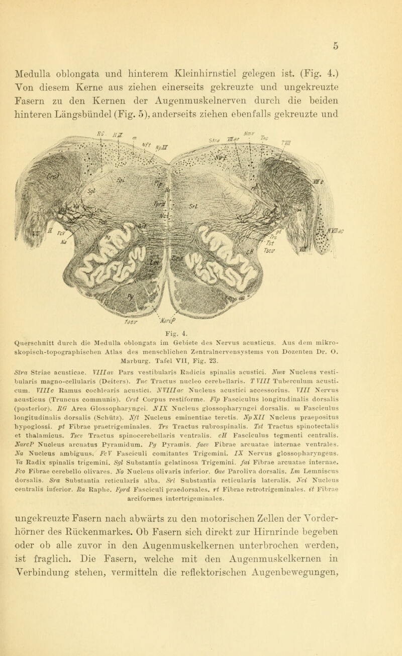 Von diesem Kerne aus ziehen einerseits gekreuzte und ungekreuzte Fasern zu den Kernen der Augenmuskelnerven durch die beiden hinteren Längsbündel (Fig. 5), anderseits ziehen ebenfalls gekreuzte und timv Tp/tf 'A'C; WC qH Tscir mtfflrt 'NarcP Fig. 4. Querschnitt durch die Medulla oblongata im Gebiete des Nervus acusticus. Aus dem mikro- skopisch-topographischen Atlas des menschlichen Zentralnervensystems von Dozenten Dr. O. Marburg. Tafel VII, Fig. 23. Stra Striae acusticae. Ylllav Pars vestibularis Radicis spinalis acustici. Nmv Nucleus vesti- bularis magno-cellularis (Deiters). Tnc Tractus nucleo cerebellaris. TTill Tuberoulum acusti- cum. YIIIc Ramus cochlearis acustici. NYIIIac Nucleus acustici accessorius. YIII Nervus acusticus (Truncus communis). Crst Corpus restiforme. Flp Fasciculus longitudinalis dorsalis (posterior). RG Area Grlossopharyngei. NIX Nucleus glossopharyngei dorsalis. m Fasciculus longitudinalis dorsalis (Schütz). Nft Nucleus eminentiae teretis. NpXII Nucleus praepositus hypoglossi. pt Fibrae praetrigeminales. Trs Tractus rubrospinalis. Tst Tractus spinotectalis et thalamicus. Tscv Tractus spinocerebellaris ventralis. cH Fasciculus tegmenti centralis. NarcP Nucleus arcuatus Pyramidum. Py Pyramis. faev Fibrae arcuatae internae ventrales. Na Nucleus ambiguus. FcY Fasciculi comitantes Trigemini. IX Nervus glossopharyngeus. Ya Radix spinalis trigemini. Sgl Substantia gelatinosa Trigemini. fax Fibrae arcuatae internae. Fco Fibrae cerebello olivares. No Nucleus olivaris inferior. Oae Paroliva dorsalis. Lm Lemniscus dorsalis. Sra Substantia reticularis alba. <SW Substantia reticularis lateralis. Act Nucleus centralis inferior. Ra Raphe. Fprd Fasciculi praedorsales. rt Fibrae retrotrigeminales. it Fibrae arciformes intertrigeminales. ungekreuzte Fasern nach abwärts zu den motorischen Zellen der Yorder- hörner des Rückenmarkes. Ob Fasern sich direkt zur Hirnrinde begeben oder ob alle zuvor in den Augenmuskelkernen unterbrochen werden, ist fraglich. Die Fasern, welche mit den Augenmuskelkernen in Verbindung stehen, vermitteln die reflektorischen Augenbewegungen,