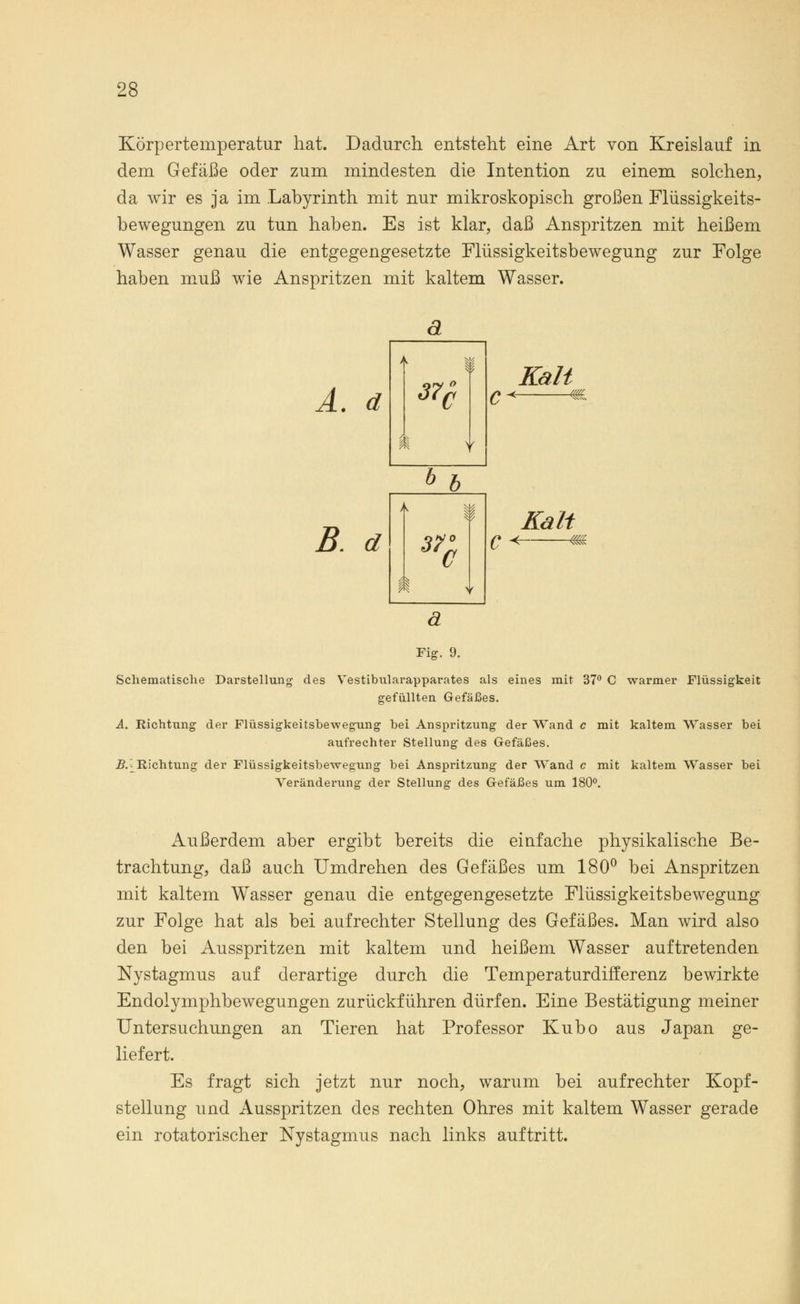 Körpertemperatur hat. Dadurch entsteht eine Art von Kreislauf in dem Gefäße oder zum mindesten die Intention zu einem solchen, da wir es ja im Labyrinth mit nur mikroskopisch großen Flüssigkeits- bewegungen zu tun haben. Es ist klar, daß Anspritzen mit heißem Wasser genau die entgegengesetzte Flüssigkeitsbewegung zur Folge haben muß wie Anspritzen mit kaltem Wasser. A. d B. d Fig. 9. Schematische Darstellung des Vestibularapparates als eines mit 37° C warmer Flüssigkeit gefüllten Gefäßes. A. Richtung der Flüssigkeitsbewegung bei Anspritzung der Wand c mit kaltem Wasser bei aufrechter Stellung des Gefäßes. .B.^Richtung der Flüssigkeitsbewegung bei Anspritzung der Wand c mit kaltem Wasser bei Veränderung der Stellung des Gefäßes um 180°. Außerdem aber ergibt bereits die einfache physikalische Be- trachtung, daß auch Umdrehen des Gefäßes um 180° bei Anspritzen mit kaltem Wasser genau die entgegengesetzte Flüssigkeitsbewegung zur Folge hat als bei aufrechter Stellung des Gefäßes. Man wird also den bei Ausspritzen mit kaltem und heißem Wasser auftretenden Nystagmus auf derartige durch die TemperaturdirTerenz bewirkte Endolymphbewegungen zurückführen dürfen. Eine Bestätigung meiner Untersuchungen an Tieren hat Professor Kubo aus Japan ge- liefert. Es fragt sich jetzt nur noch, warum bei aufrechter Kopf- stellung und Ausspritzen des rechten Ohres mit kaltem Wasser gerade ein rotatorischer Nystagmus nach links auftritt.
