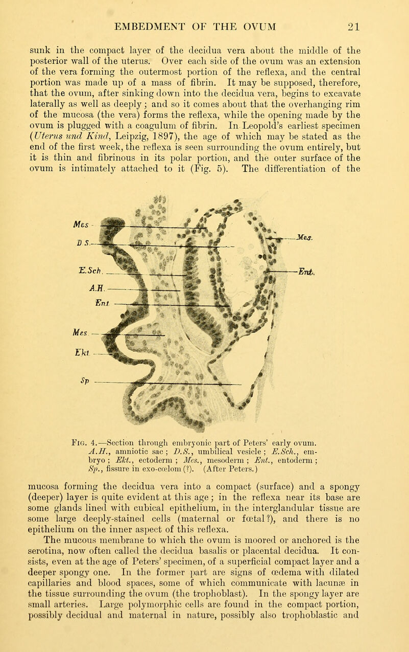 sunk in the compact layer of the decidua vera about the middle of the posterior wall of the uterus. Over each side of the ovum was an extension of the vera forming the outermost portion of the reflexa, and the central portion was made up of a mass of fibrin. It may be supposed, therefore, that the ovum, after sinking down into the decidua vera, begins to excavate laterally as well as deeply; and so it comes about that the overhanging rim of the mucosa (the vera) forms the reflexa, while the opening made by the ovum is plugged with a coagulum of fibrin. In Leopold's earliest specimen {Uterus und Kind, Leipzig, 1897), the age of which may be stated as the end of the first week, the reflexa is seen surrounding the ovum entirely, but it is thin and fibrinous in its polar portion, and the outer surface of the ovum is intimately attached to it (Fig. 5). The differentiation of the Jfe^. Fnt. Fig. 4.—Section through embryonic part of Peters' early ovum. A.H., amniotic sac; D.S., umbilical vesicle; E.Scli., em- bryo ; EM., ectoderm ; Mes., mesoderm ; Ent., entoderm ; S}!., fissure in exo-ccelom(?). (After Peters.) mucosa forming the decidua vera into a compact (surface) and a spongy (deeper) layer is quite evident at this age; in the reflexa near its base are some glands lined with cubical epithelium, in the interglandular tissue are some large deeply-stained cells (maternal or f ffital ?), and there is no epithelium on the inner aspect of this reflexa. The mucous membrane to which the ovum is moored or anchored is the serotina, now often called the decidua basalis or placental decidua. It con- sists, even at the age of Peters' specimen, of a superficial compact layer and a deeper spongy one. In the former part are signs of oedema with dilated capillaries and blood spaces, some of which communicate with lacuuce in the tissue surrounding the ovum (the trophoblast). In the spongy layer are small arteries. Large polymorphic cells are found in the compact portion, possibly decidual and maternal in nature, possibly also trophoblastic and