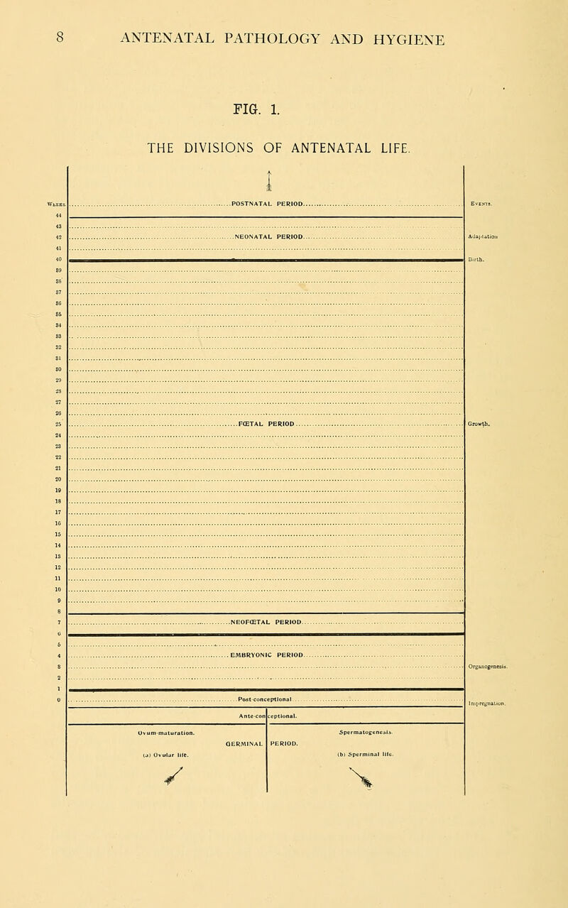 FIG. L THE DIVISIONS OF ANTENATAL LIFE. POSTNATAL PERIOD.. .NEONATAL PERIOD.. .FtETAL PERIOD. .NEOFffiTAL PERIOD.. .EMBRYONIC PERIOD.. .Post-conceptlonal I Ovirfar lilt. / Spermatoffene. (b) Sperminal life.