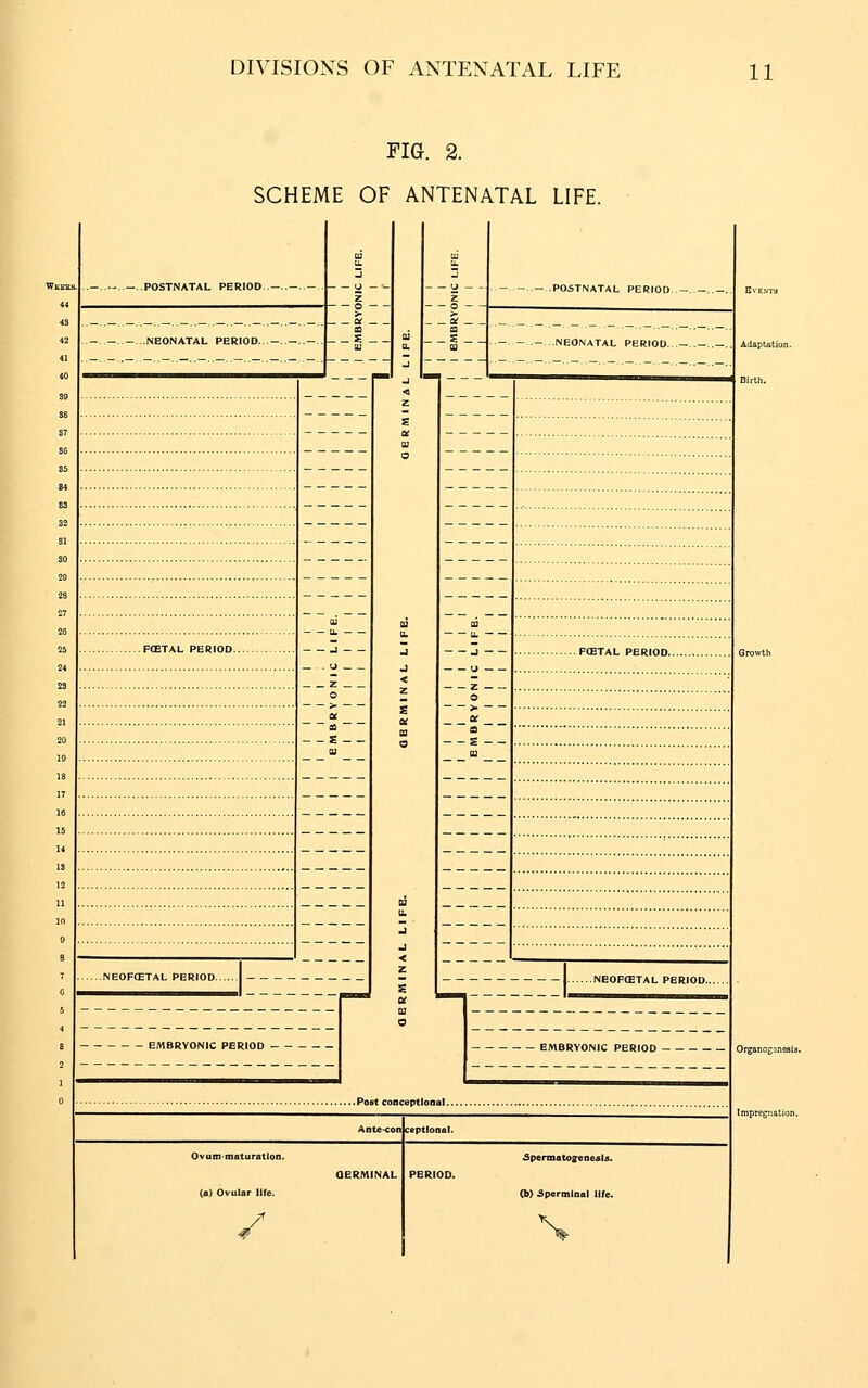 FIG. 2. SCHEME OF ANTENATAL LIFE. POSTNATAL PERIOD .__._.. NEONATAL PERIOD. -.—..- . S O -POSTNATAL PERIOD - NEONATAL PERIOD — Adaptatic ■ Birth. . F(ETAL PERIOD., . FCETAL PERIOD.. z NEOFffiTAL PERIOD.. .NEOPCETAL PERIOD.. EMBRYONIC PERIOD EMBRYONIC PERIOD • . Post conceptlonal. (a) Ovular life. 5permatoffeDe«l5. (b) Spermlnal life. %