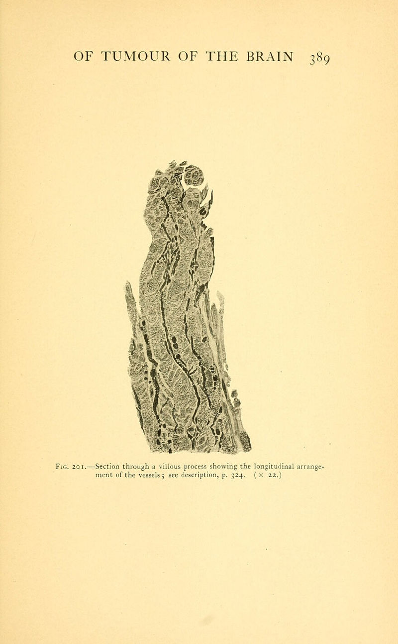 mmcm Fig. 201.—Section through a villous process showing the longitudinal arrange- ment of the vessels 5 see description, p. 324. (x 22.)