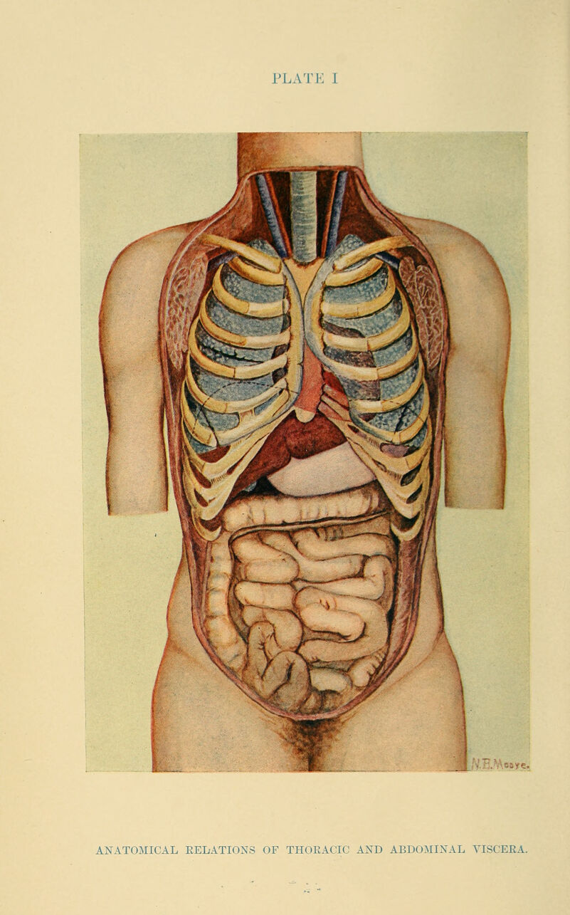 PLATK I ANATOMICAL RELATIONS OF THORACIC AND ABDOMINAL VISCERA.