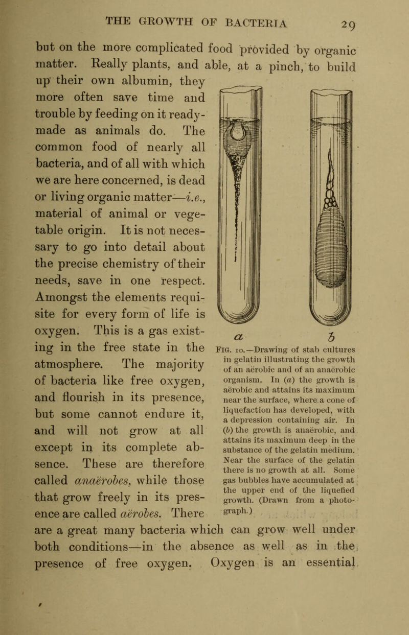 but on the more complicated food provided by organic matter. Really plants, and able, at a pinch, to build up their own albumin, they more often save time and trouble by feeding on it ready- made as animals do. The common food of nearly all bacteria, and of all with which we are here concerned, is dead or living organic matter—i.^.., material of animal or vege- table origin. It is not neces- sary to go into detail about the precise chemistry of their needs, save in one respect. Amongst the elements requi- site for every form of life is oxygen. This is a gas exist- ing in the free state in the atmosphere. The majority of bacteria like free oxygen, and flourish in its presence, but some cannot endure it, and will not grow at all except in its complete ab- sence. These are therefore called anaerobes, while those that grow freely in its pres- ence are called a'eroles. There are a great many bacteria which can grow well under both conditions—in the absence as well as in the presence of free oxygen. Oxygen is an essential Fig. 10.—Drawing of stab cultures in gelatin illustrating the growth of an aerobic and of an anaerobic organism. In (a) the growth is aerobic and attains its maximum near the surface, where a cone of liquefaction has developed, with a depression containing air. In (6) the growth is anaerobic, and attains its maximum deep in the substance of the gelatin medium. Near the surface of the gelatin there is no growth at all. Some gas bubbles have accumulated at the upper end of the liquefied growth. (Drawn from a photo- graph.)