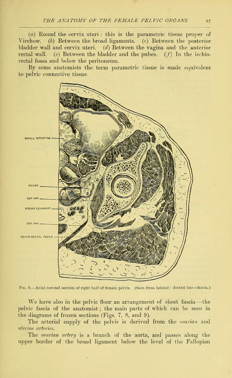 (a) Round the cervix uteri: this is the parametric tissue proper of Virchow. (b) Between the broad ligaments, (c) Between the posterior bladder wall and cervix uteri, (d) Between the vagina and the anterior rectal wall, (e) Between the bladder and the pubes. (/) In the ischio- rectal fossa and below the peritoneum. By some anatomists the term parametric tissue is made equivalent to pelvic connective tissue. SMALL INTEST BROAD LIGAMENT ISCHIO RECT. Fig. 9.—Axial coronal section of right half of female pelvis. (Seen from behind : dotted line = fascia.) We have also in the pelvic floor an arrangement of sheet fascia—the pelvic fascia of the anatomist; the main parts of which can be seen in the diagrams of frozen sections (Figs. 7, 8, and 9). The arterial supply of the pelvis is derived from the ovarian and uterine arteries. The ovarian artery is a branch of the aorta, and passes along the upper border of the broad ligament below the level of the Fallopian