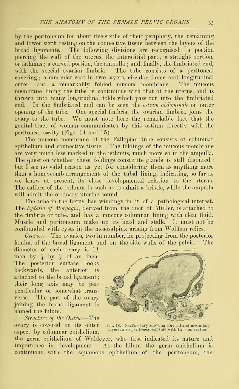 by the peritoneum for about five-sixths of their periphery, the remaining and lower sixth resting on the connective tissue between the layers of the broad ligaments. The following divisions are recognised: a portion piercing the wall of the uterus, the interstitial part; a straight portion, or isthmus ; a curved portion, the ampulla ; and, finally, the fimbriated end, with the special ovarian fimbria. The tube consists of a peritoneal covering; a muscular coat in two layers, circular inner and longitudinal outer; and a remarkably folded mucous membrane. The mucous membrane lining the tube is continuous with that of the uterus, and is thrown into many longitudinal folds which pass out into the fimbriated end. In the fimbriated end can be seen the ostium abdominale or outer opening of the tube. One special fimbria, the ovarian fimbria, joins the ovary to the tube. We must note here the remarkable fact that the genital tract of woman communicates by this ostium directly with the peritoneal ca?vity (Figs. 14 and 15). The mucous membrane of the Fallopian tube consists of columnar epithelium and connective tissue. The foldings of the mucous membrane are very much less marked in the isthmus, much more so in the ampulla. The question whether these foldings constitute glands is still disputed ; but I see no valid reason as yet for considering them as anything more than a honeycomb arrangement of the tubal lining, indicating, so far as we know at present, its close developmental relation to the uterus. The calibre of the isthmus is such as to admit a bristle, while the ampulla will admit the ordinary uterine sound. The tube in the foetus has windings in it of a pathological interest. The hydatid of Morgagni, derived from the duct of M tiller, is attached to the fimbriae or tube, and has a mucous columnar lining with clear fluid. Muscle and peritoneum make up its head and stalk. It must not be confounded with cysts in the mesosalpinx arising from Wolffian relics. Ovaries.—The ovaries, two in number, lie projecting from the posterior lamina of the broad ligament and on the side walls of the pelvis. The diameter of each ovary is 1+ inch by f by f of an inch. The posterior surface looks backwards, the anterior is attached to the broad ligament; their long axis may be per- pendicular or somewhat trans- verse. The part of the ovary joining the broad ligament is named the hilum. Structure of the Ovary.—The ovary is covered on its outer aspect by columnar epithelium, the germ epithelium of Waldeyer, who first indicated its nature and importance in development. At the hilum the germ epithelium is continuous with the squamous epithelium of the peritoneum, the Fig. 18.—Seal's ovary showing cortical and medullary layers, also peritoneal capsvtle with tube on section.